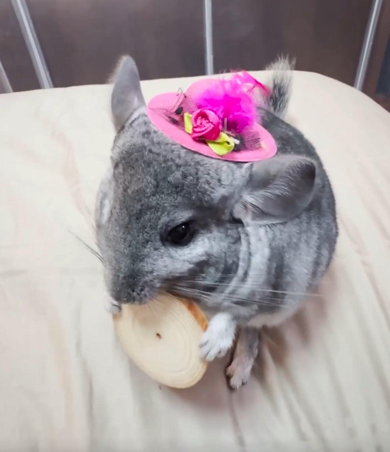 Funky hats/ Headgear/ hat/ cap for Chinchillas, Guinea pigs, rabbits or hamsters limited stock