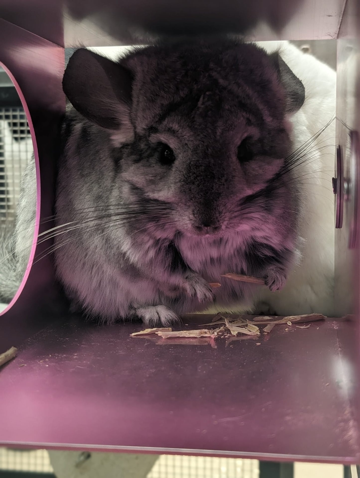 Minnie's Famous Natural Apple Sticks sticks washed, boiled and baked (thinner generally)