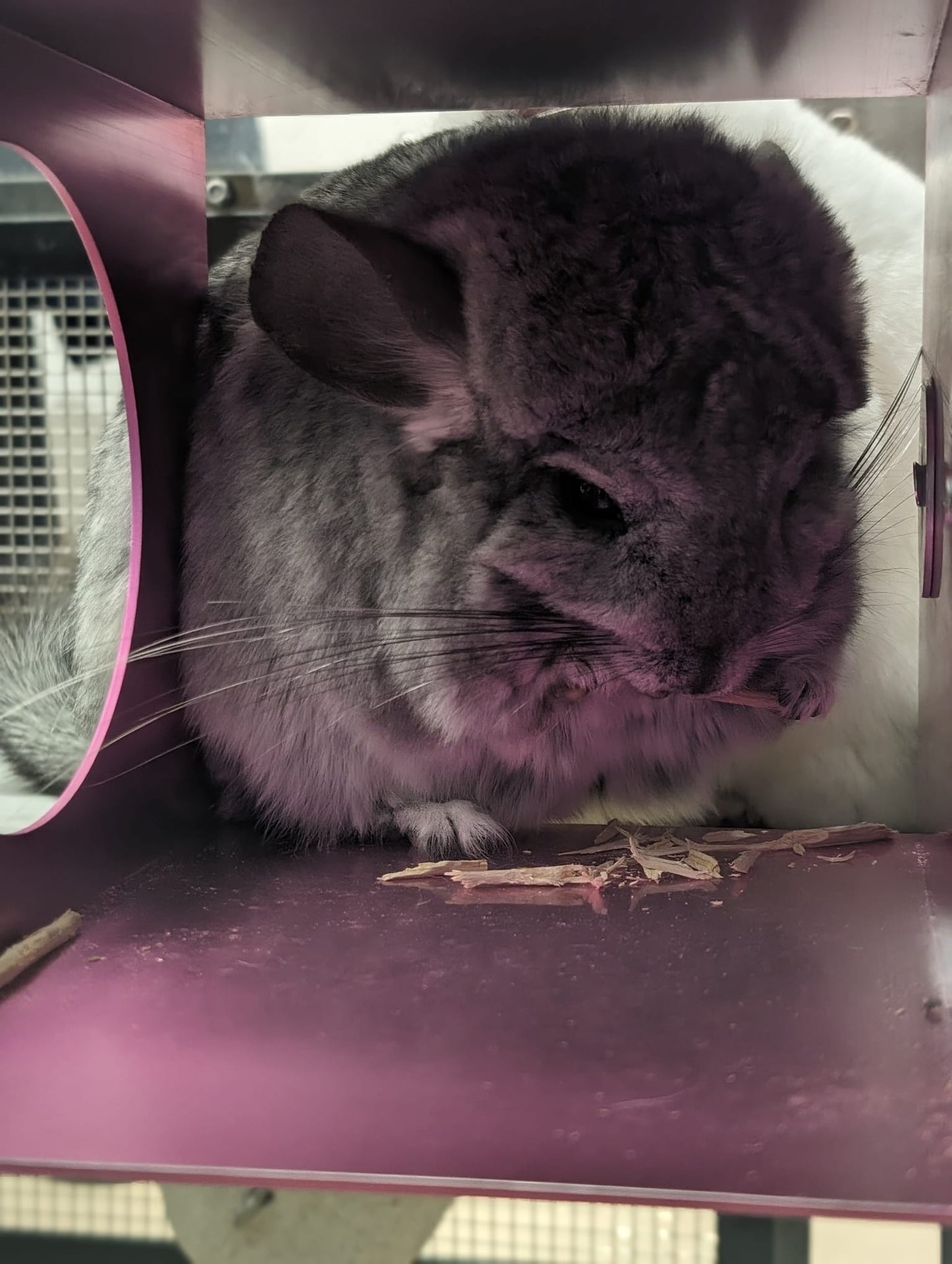 Minnie's Famous Natural Apple Sticks sticks washed, boiled and baked (thinner generally)