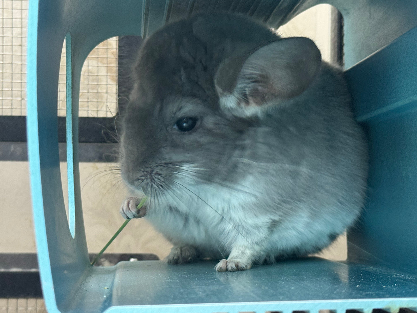 Wooly hay products new shipment from Japan (details as described) kept in aircon shop to ensure freshness.