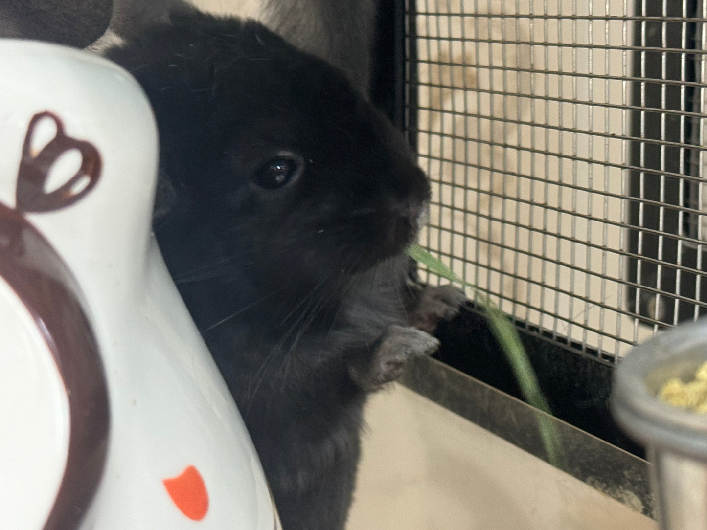 Wooly hay products new shipment from Japan (details as described) kept in aircon shop to ensure freshness.