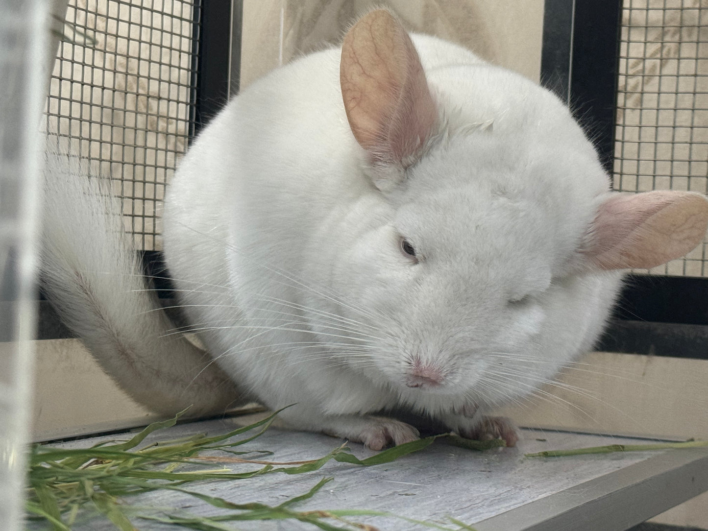 Wooly hay products new shipment from Japan (details as described) kept in aircon shop to ensure freshness.