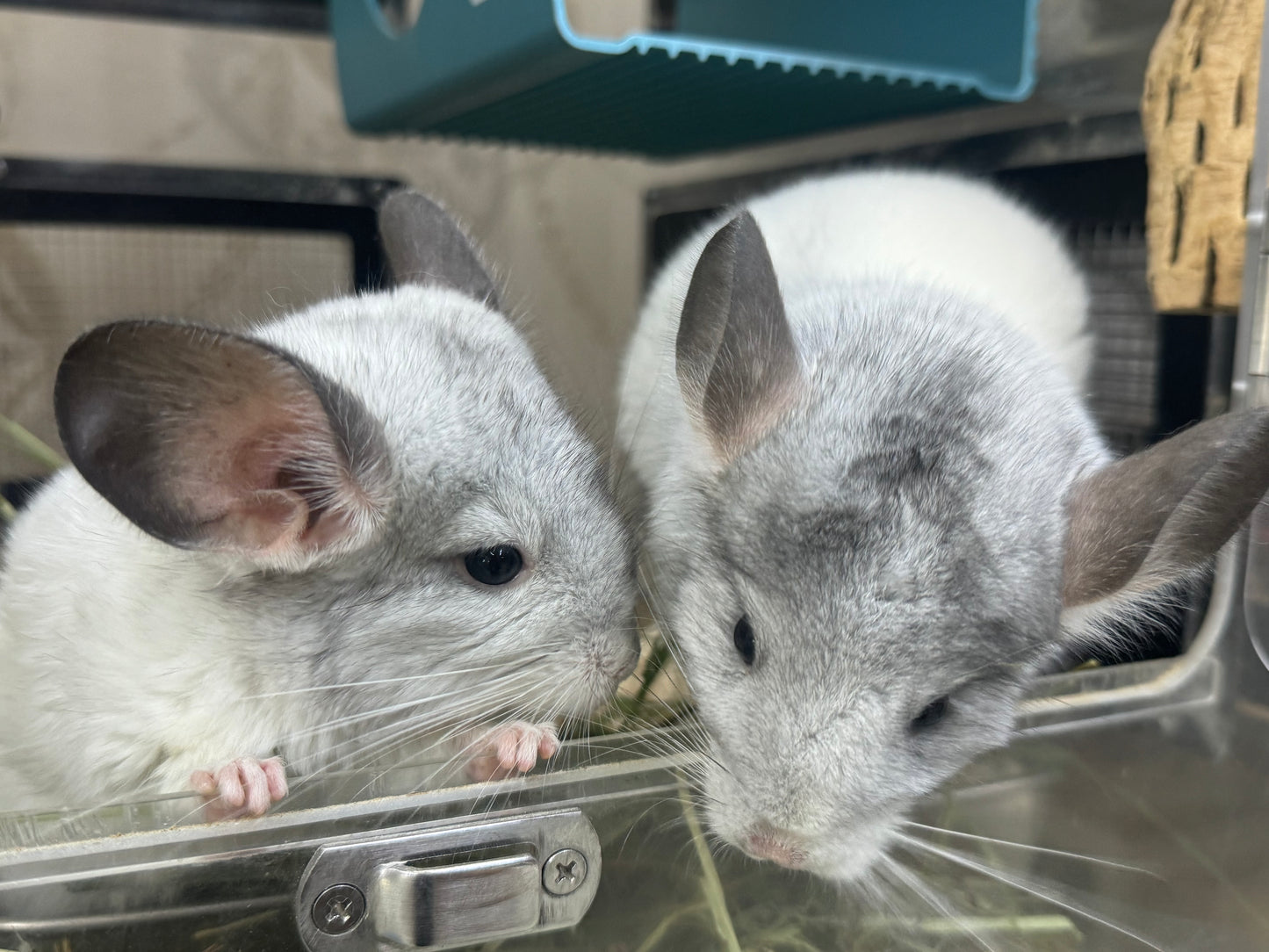 Wooly hay products new shipment from Japan (details as described) kept in aircon shop to ensure freshness.