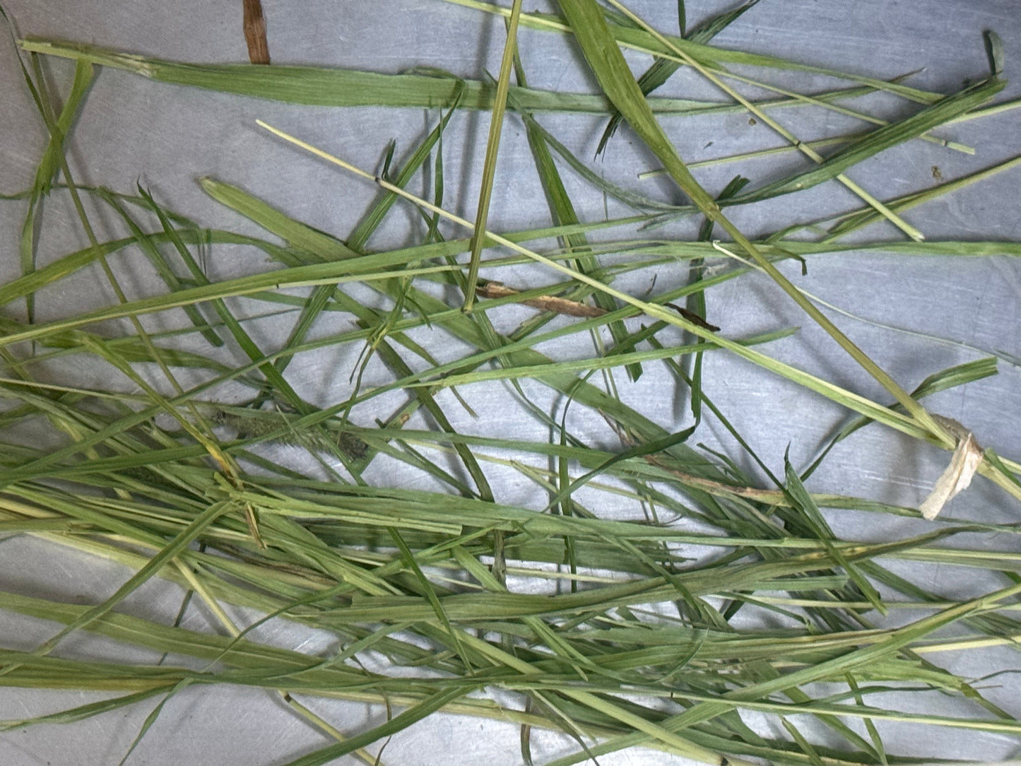 Wooly hay products new shipment from Japan (details as described) kept in aircon shop to ensure freshness.