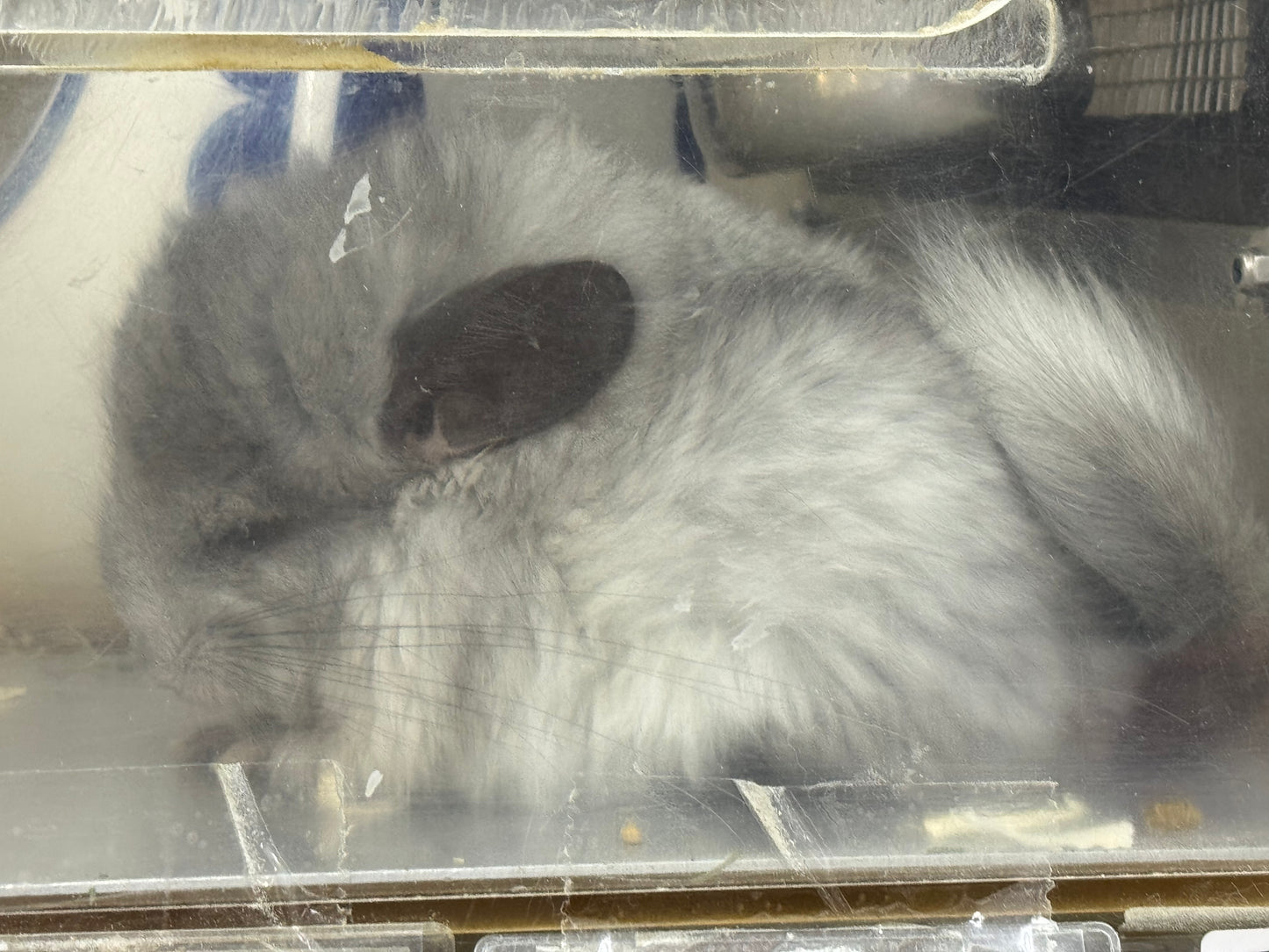 Chinchillas: S027 Mosaic RPA (angora) female chinchilla for sale (USA CCCU lineage)