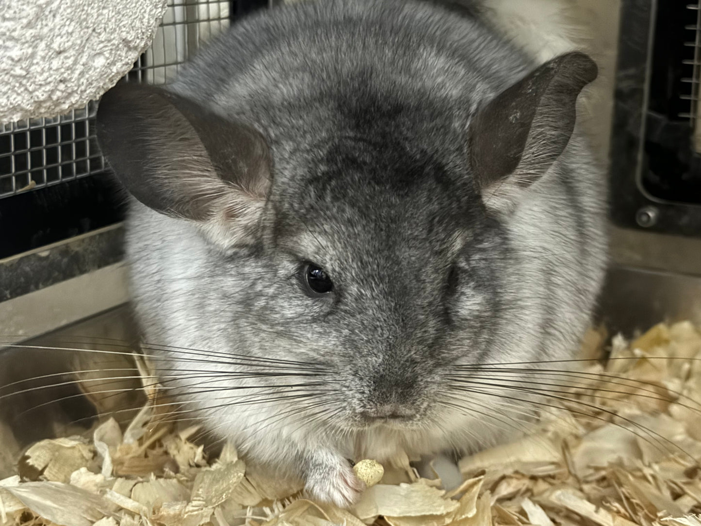 Wooly hay products new shipment from Japan (details as described) kept in aircon shop to ensure freshness.