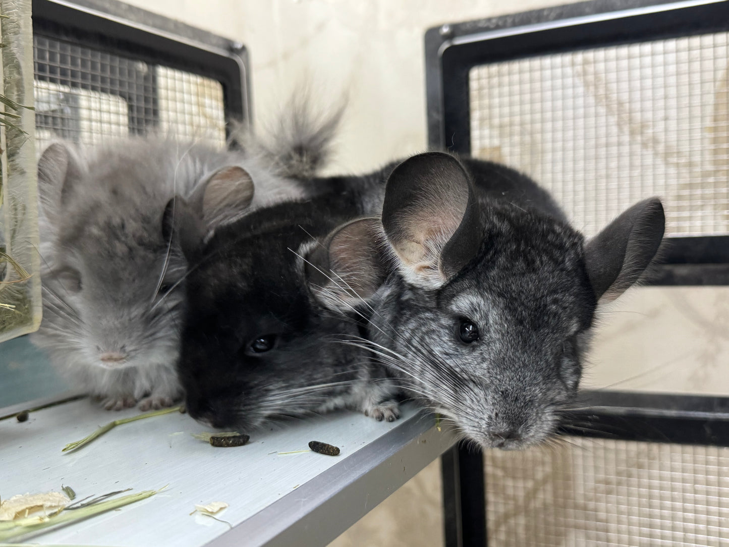 Chinchillas: S019 Black Velvet male chinchilla for sale (USA lineage)