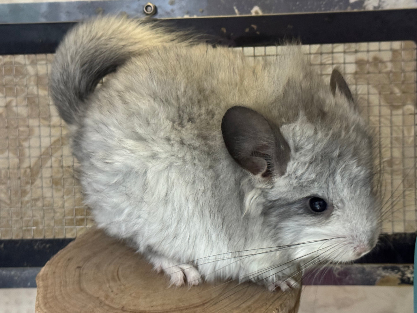 Chinchillas: S028 Mosaic RPA (angora) female chinchilla for sale (USA CCCU lineage)