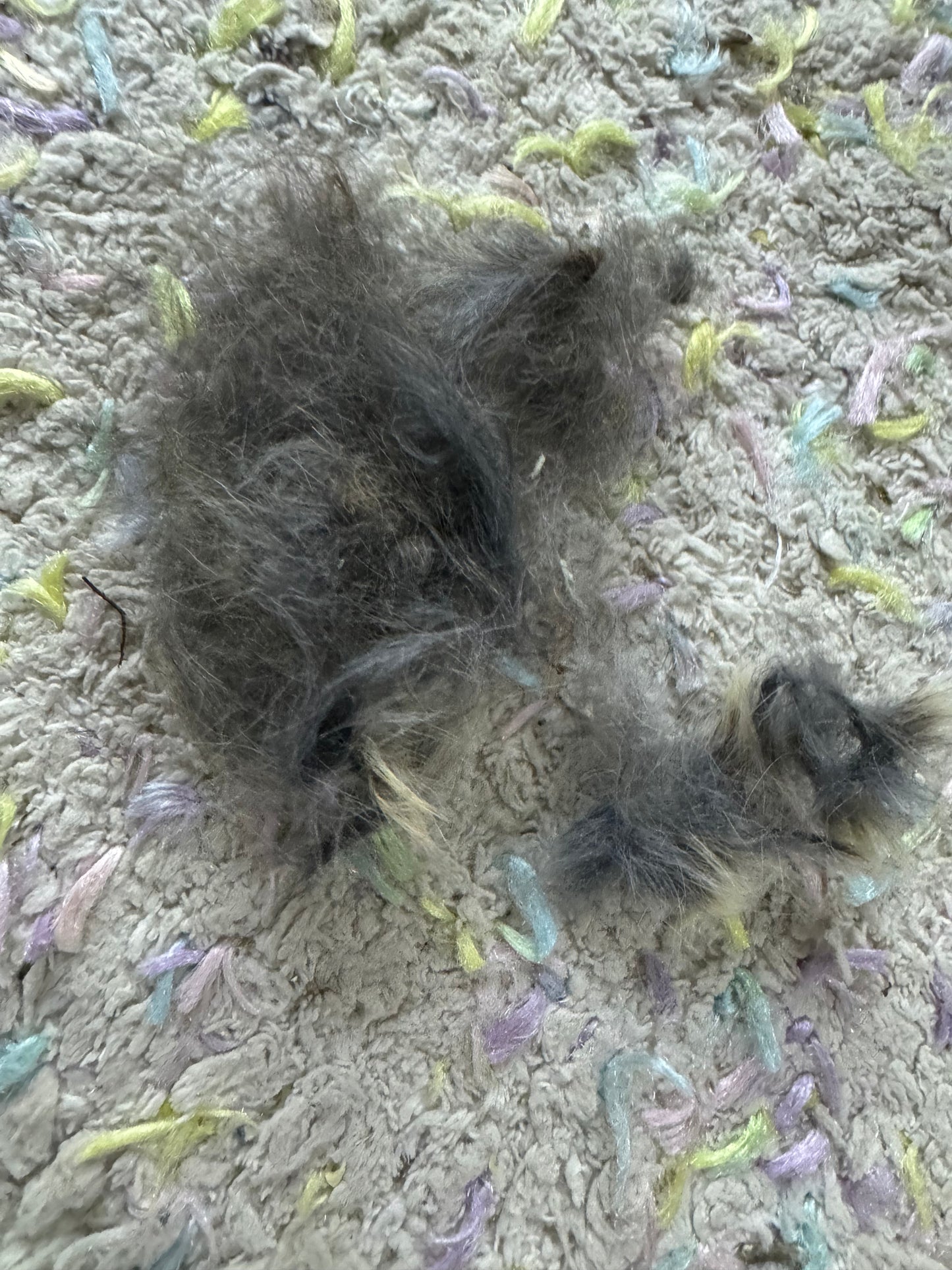 Grooming/ Checking of hair ring/ Combing out tangled fur knots from your RPA chinchillas or short fur chinchillas (any chinchilla) sometimes need to wash butts too😂