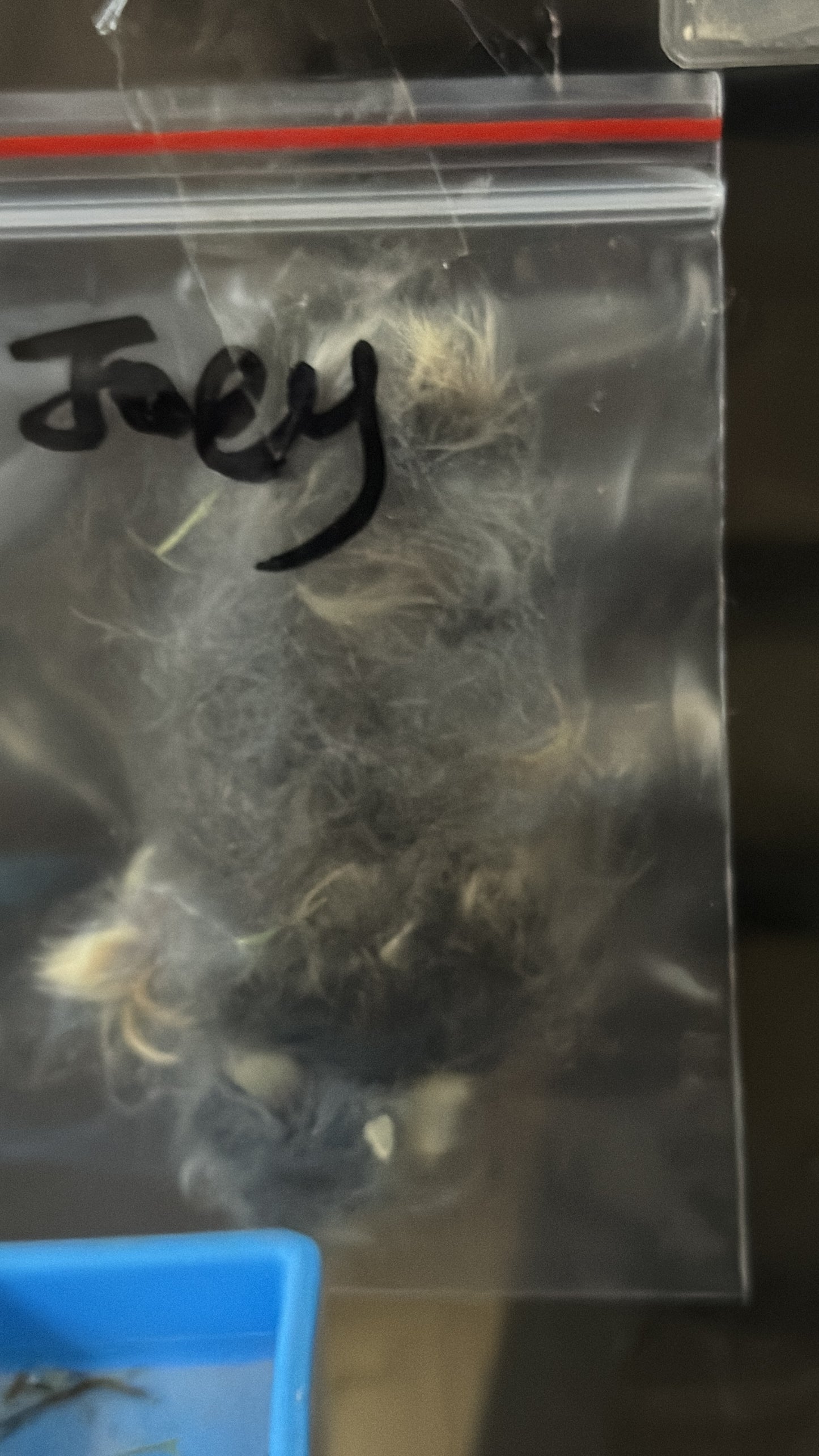 Grooming/ Checking of hair ring/ Combing out tangled fur knots from your RPA chinchillas or short fur chinchillas (any chinchilla) sometimes need to wash butts too😂