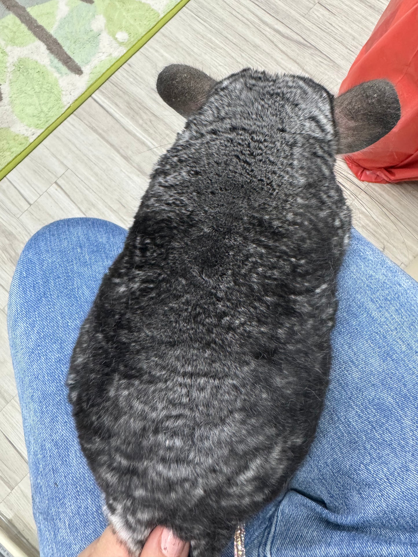 Grooming/ Checking of hair ring/ Combing out tangled fur knots from your RPA chinchillas or short fur chinchillas (any chinchilla) sometimes need to wash butts too😂