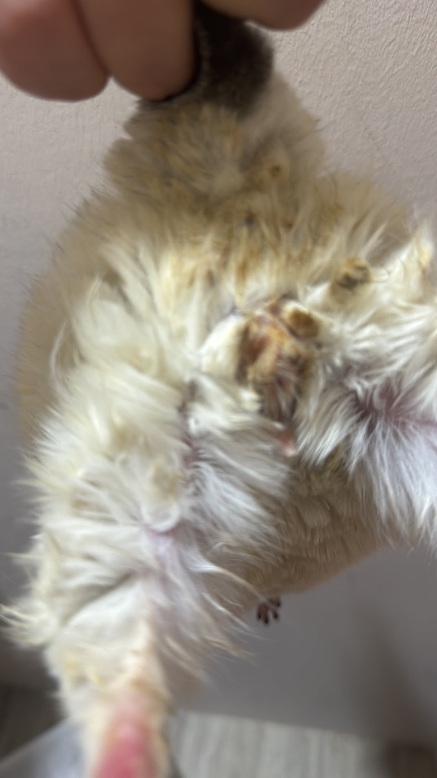 Grooming/ Checking of hair ring/ Combing out tangled fur knots from your RPA chinchillas or short fur chinchillas (any chinchilla) sometimes need to wash butts too😂