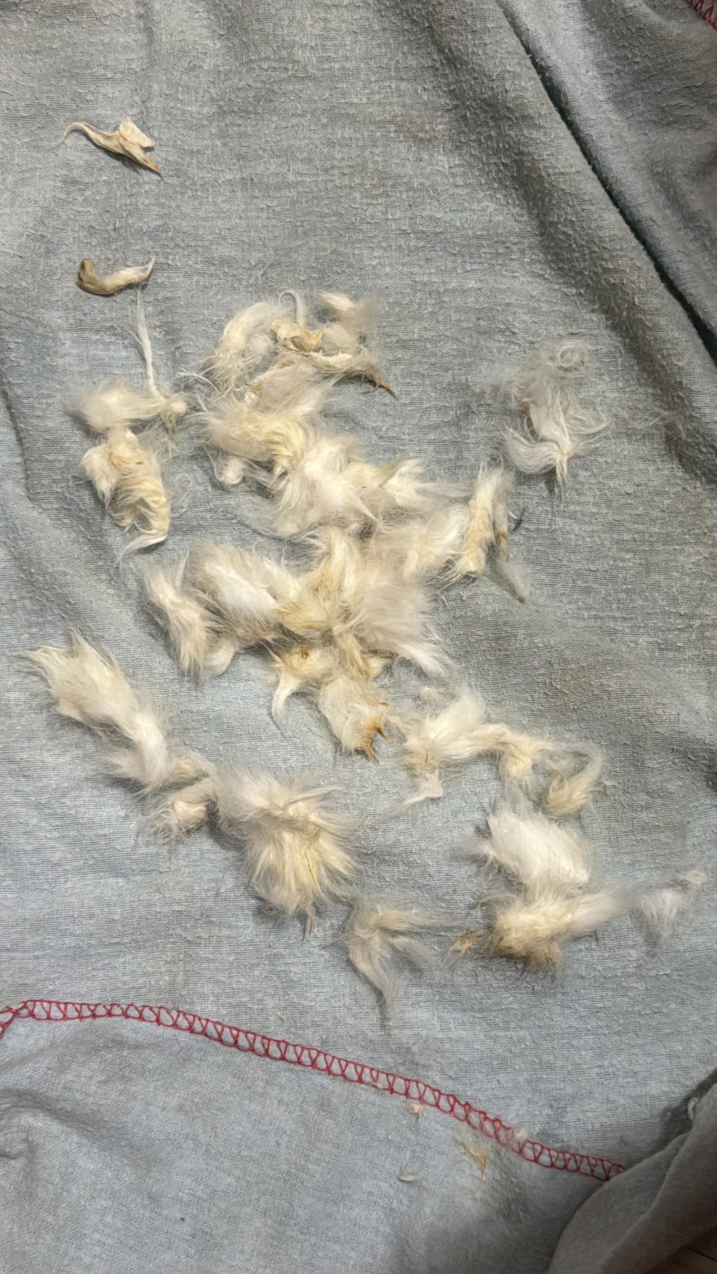 Grooming/ Checking of hair ring/ Combing out tangled fur knots from your RPA chinchillas or short fur chinchillas (any chinchilla) sometimes need to wash butts too😂