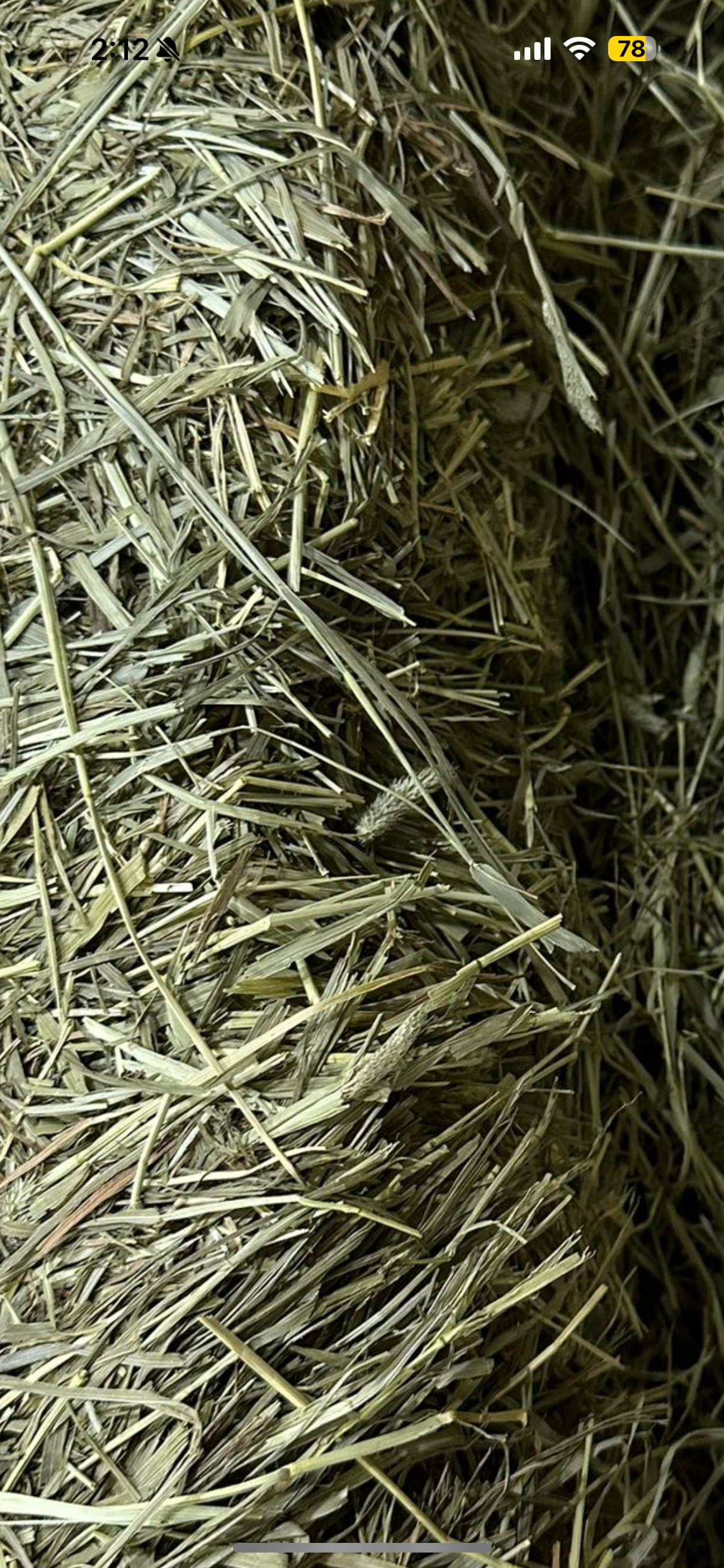 1 kg USA Western Timothy crunchy hay kept in aircon shop since shipment arrived from USA Expiry Feb 2027 limited stock