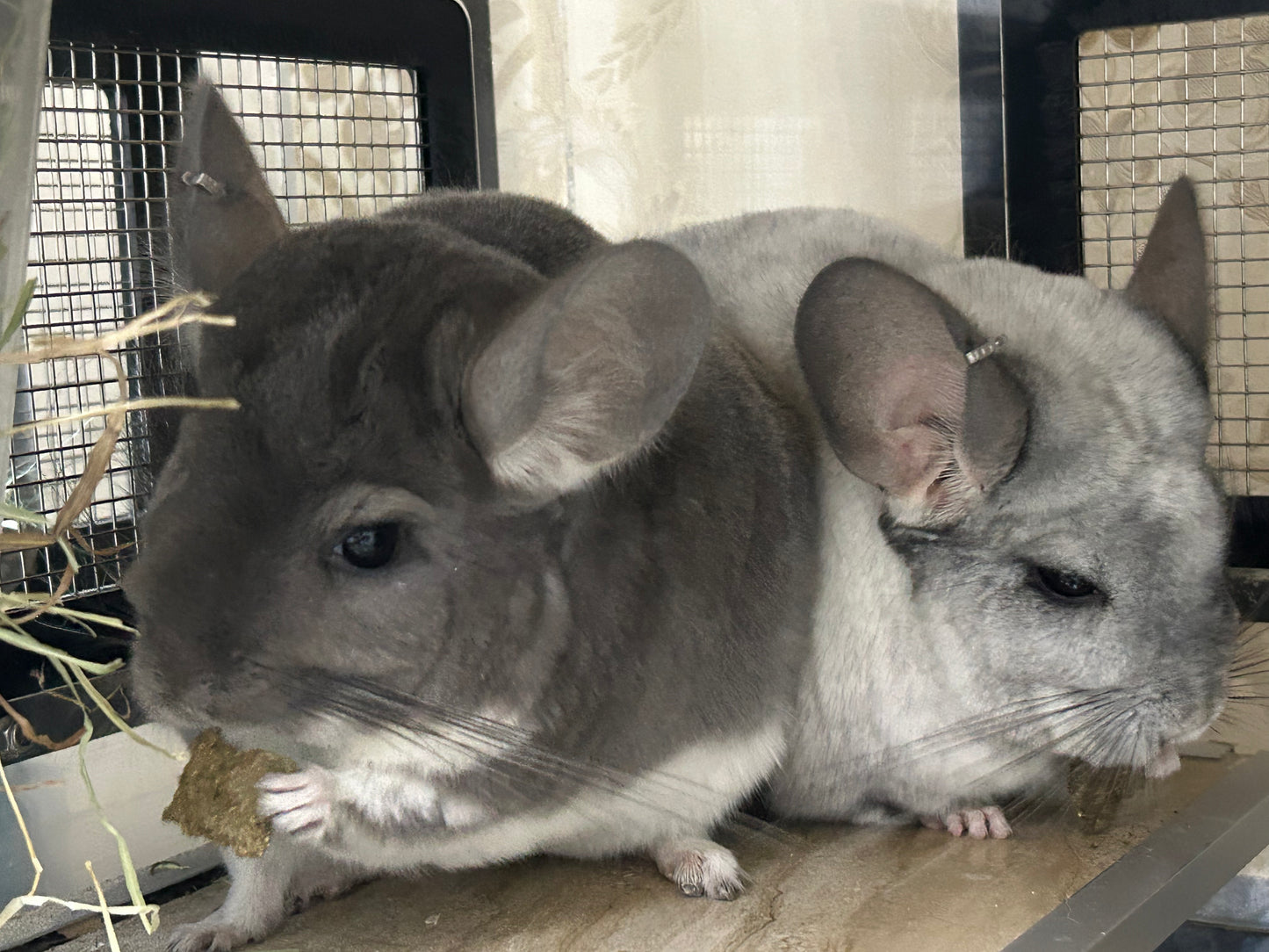 Alfalfa hay cookies highly popular and very limited