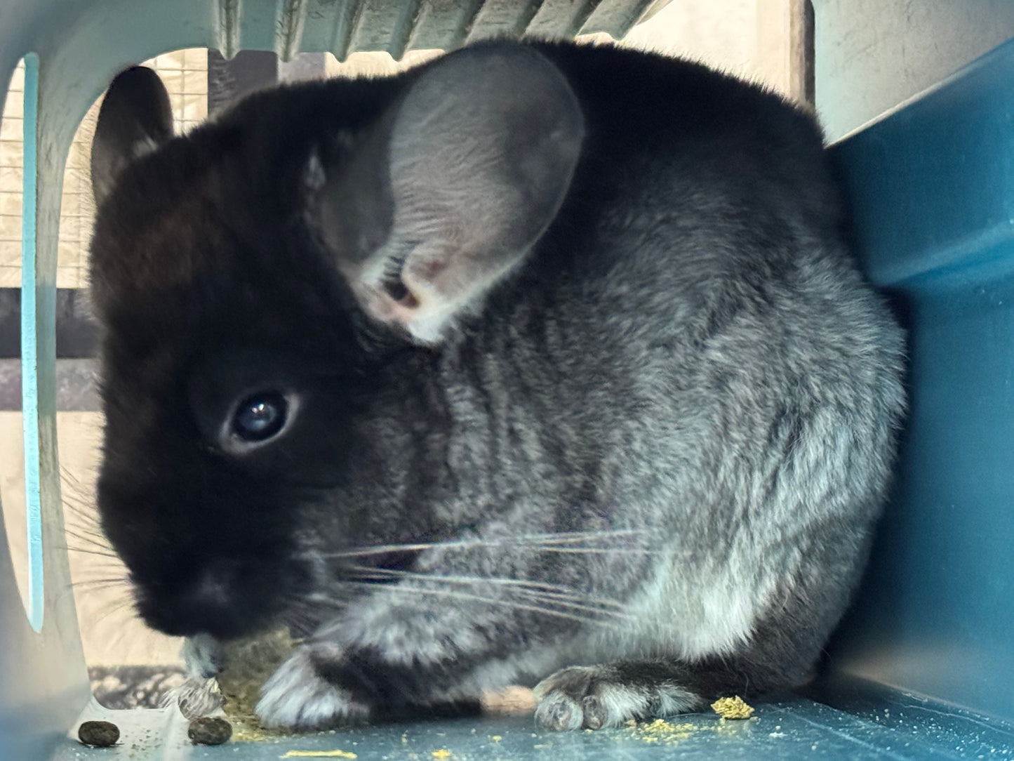 Chinchillas: T007 Black Velvet male chinchilla for sale (USA Master Breeder’s lineage)