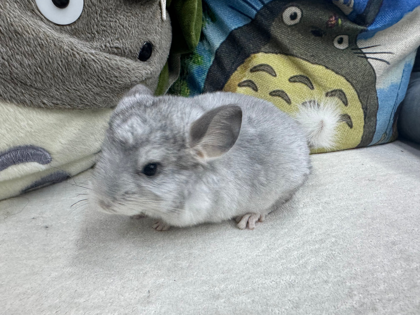 Chinchillas: S031 Mosaic RPAC (Angora Carrier) male chinchilla (USA lineage)