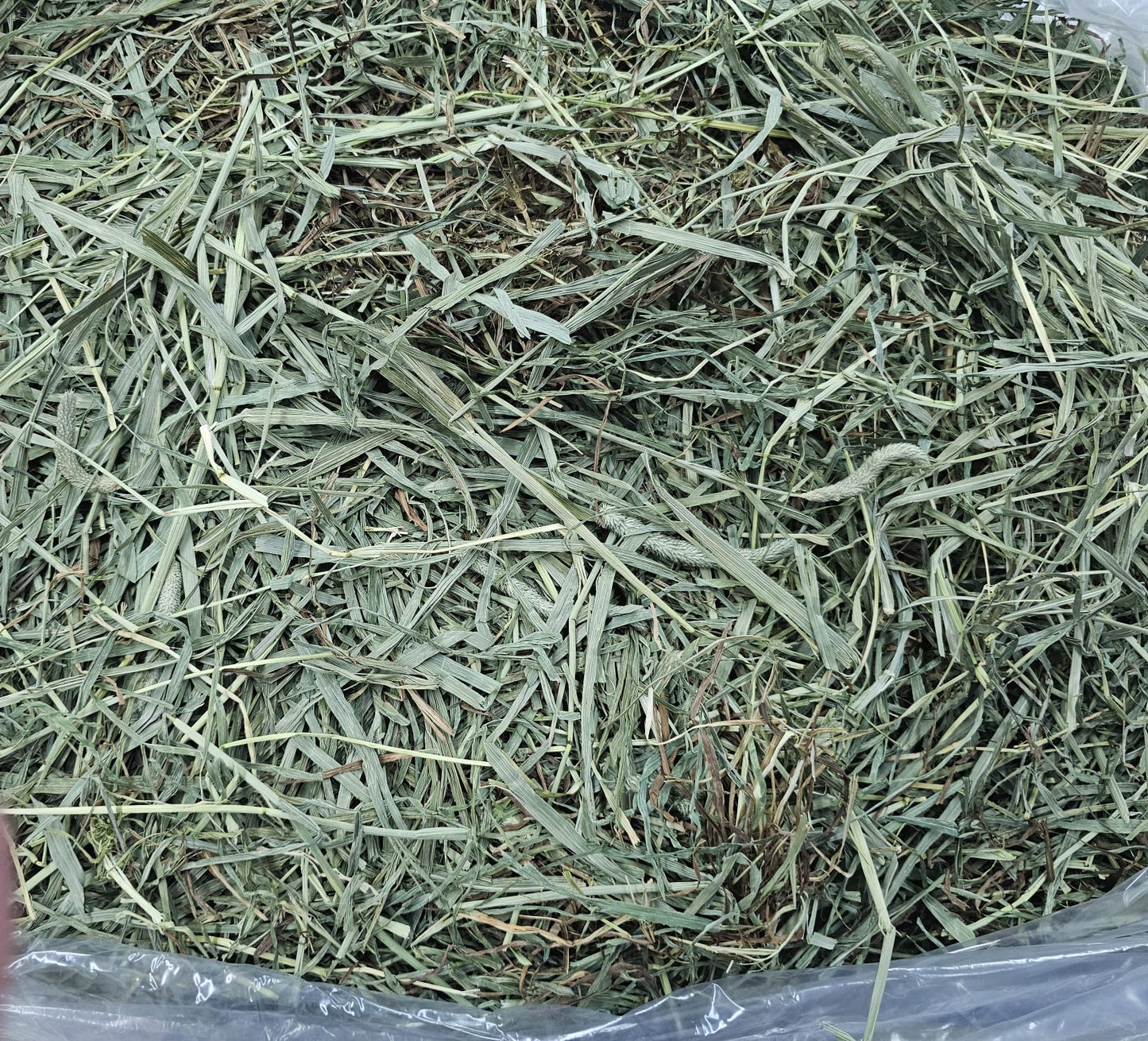 American Pet Diner APD Gold Timothy Hay soft 10/2026 highly palatable/ popular batch (taste test or sample avail) please return good hay bits ๐