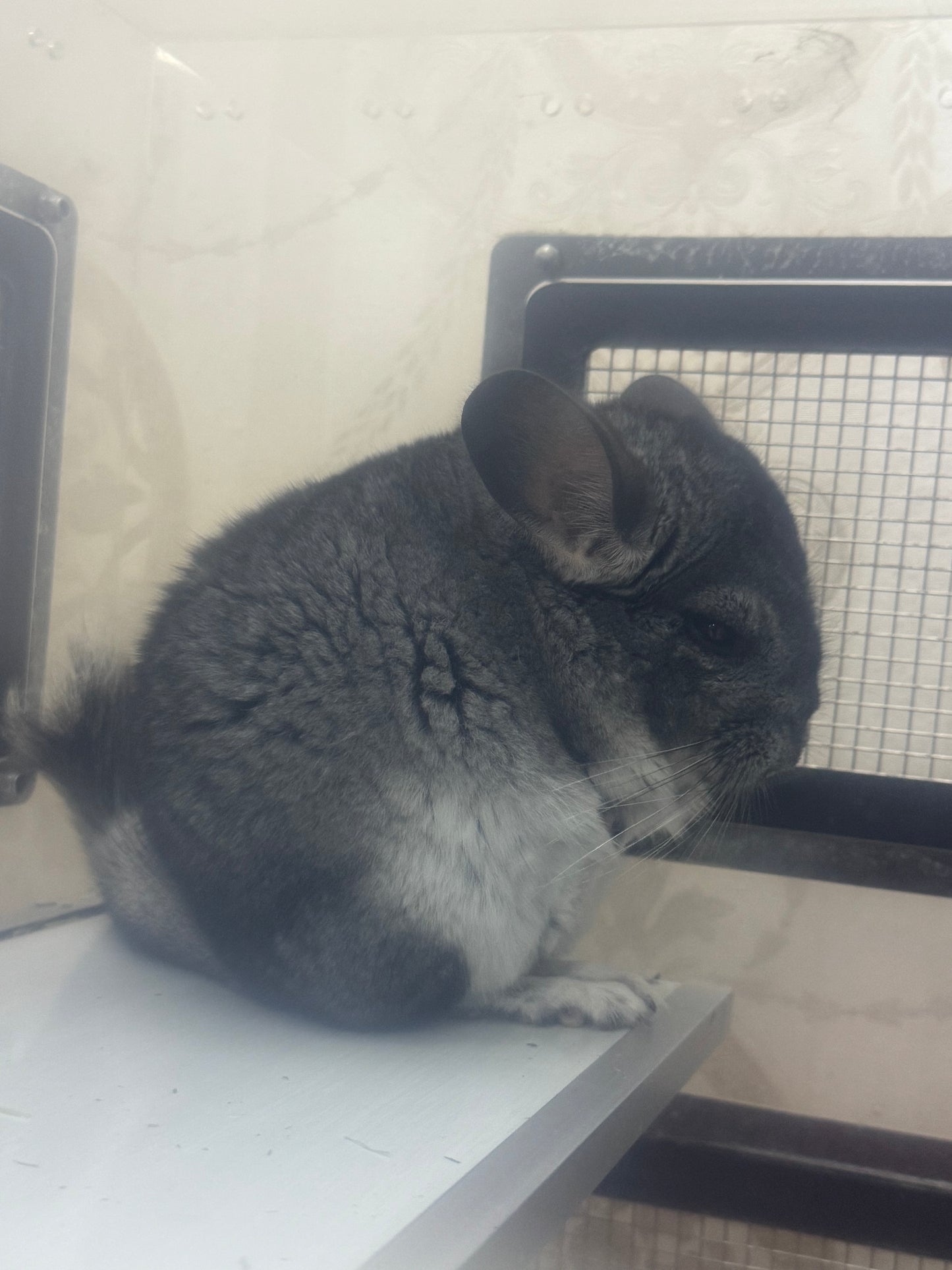 Chinchillas: S023 Standard male chinchilla for sale (Reserve Grand Show Champion USA lineage)