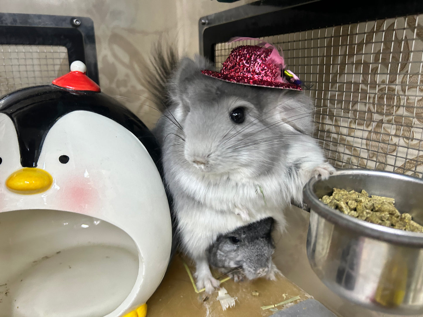 Funky hats/ Headgear/ hat/ cap for Chinchillas, Guinea pigs, rabbits or hamsters limited stock