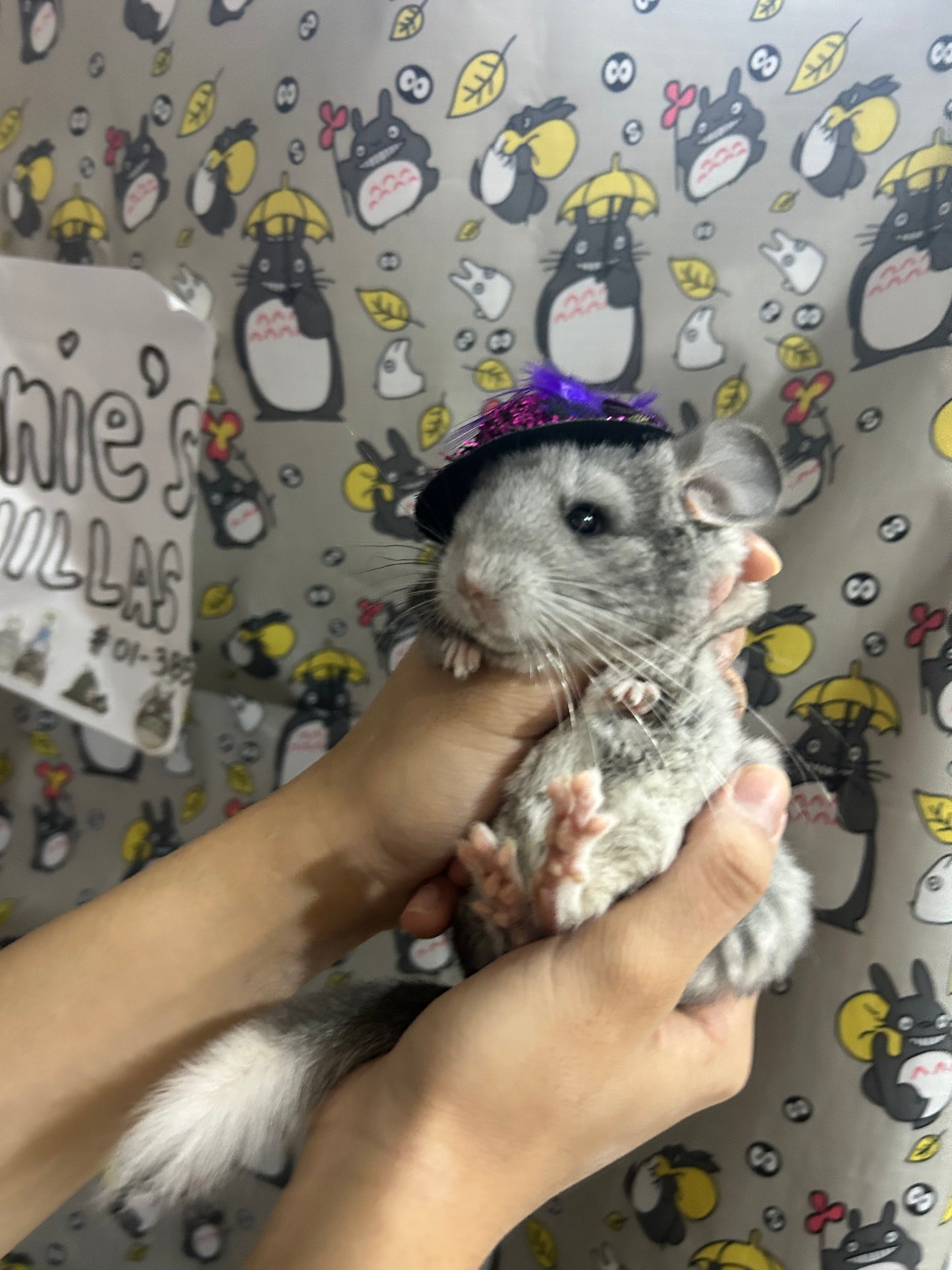 Funky hats/ Headgear/ hat/ cap for Chinchillas, Guinea pigs, rabbits or hamsters limited stock