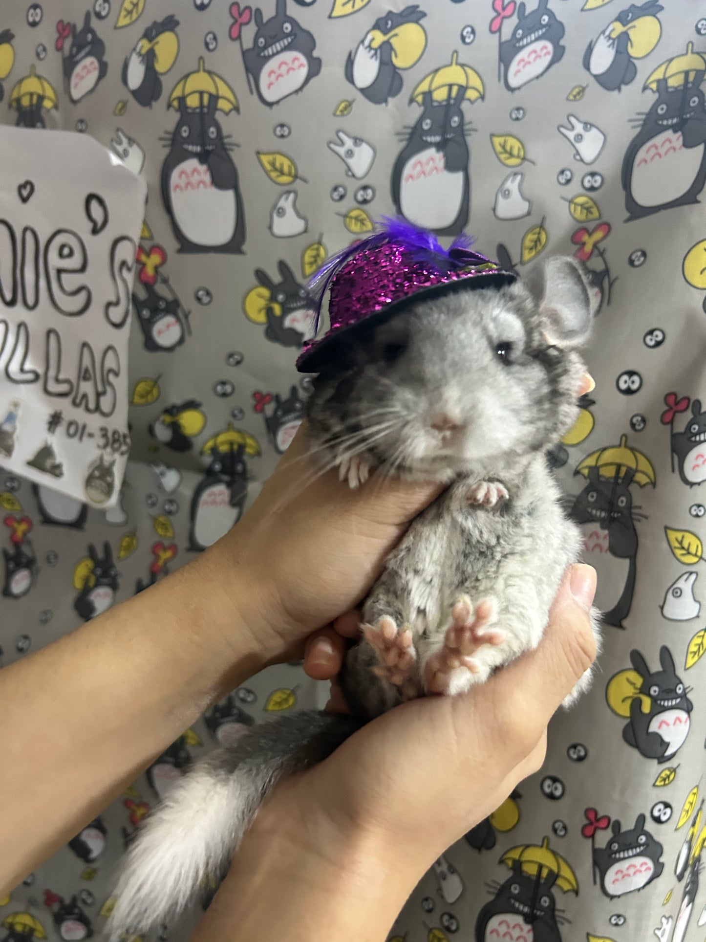 Funky hats/ Headgear/ hat/ cap for Chinchillas, Guinea pigs, rabbits or hamsters limited stock