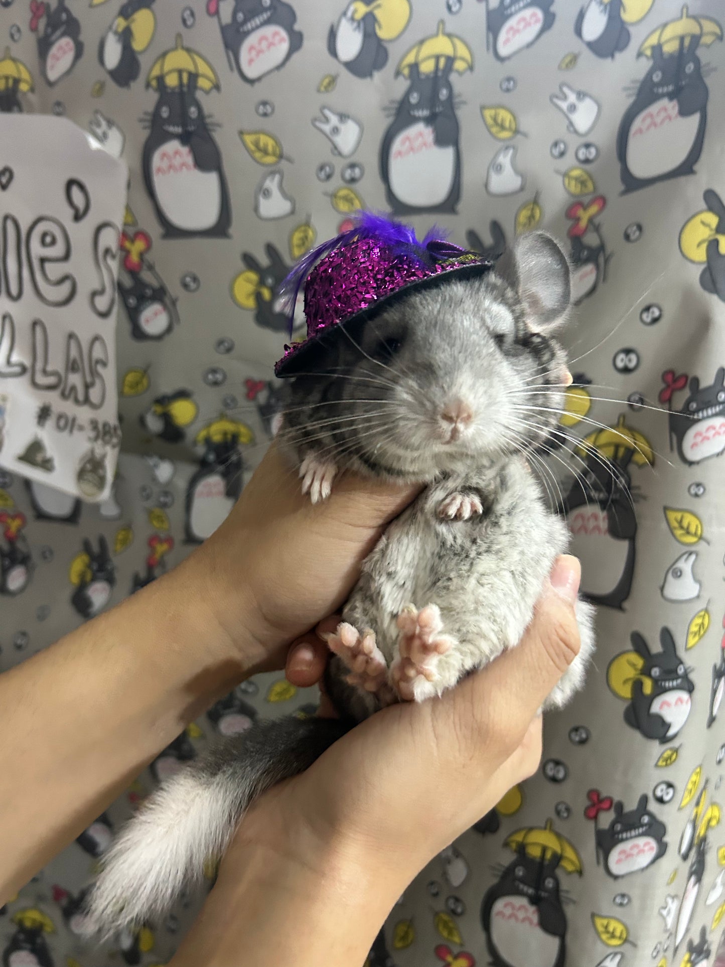 Funky hats/ Headgear/ hat/ cap for Chinchillas, Guinea pigs, rabbits or hamsters limited stock