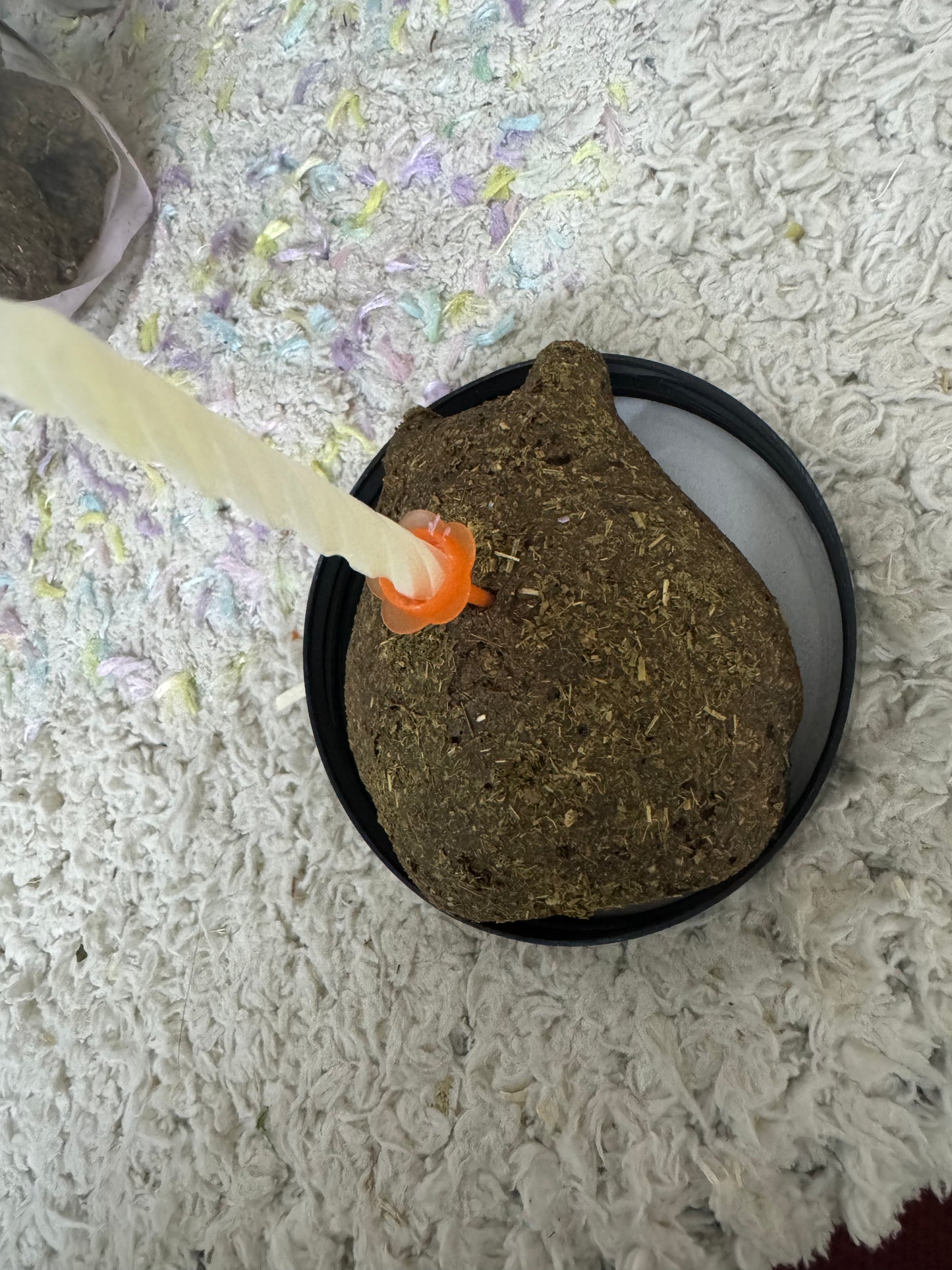 Minnie’s Timothy Hay Cakes/ cookies with echinacea herbs and free bottle “Atas hay cookies”