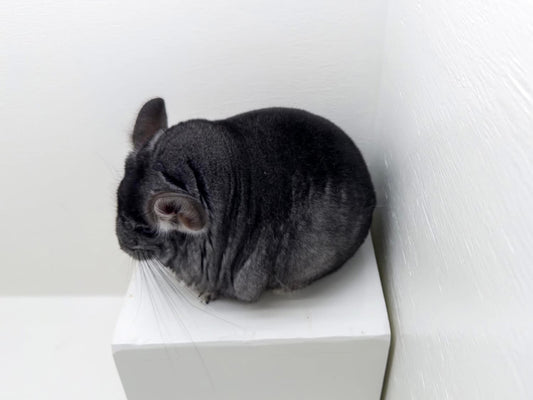 Chinchillas: R21
šRes Class Championš Standard female chinchilla for sale