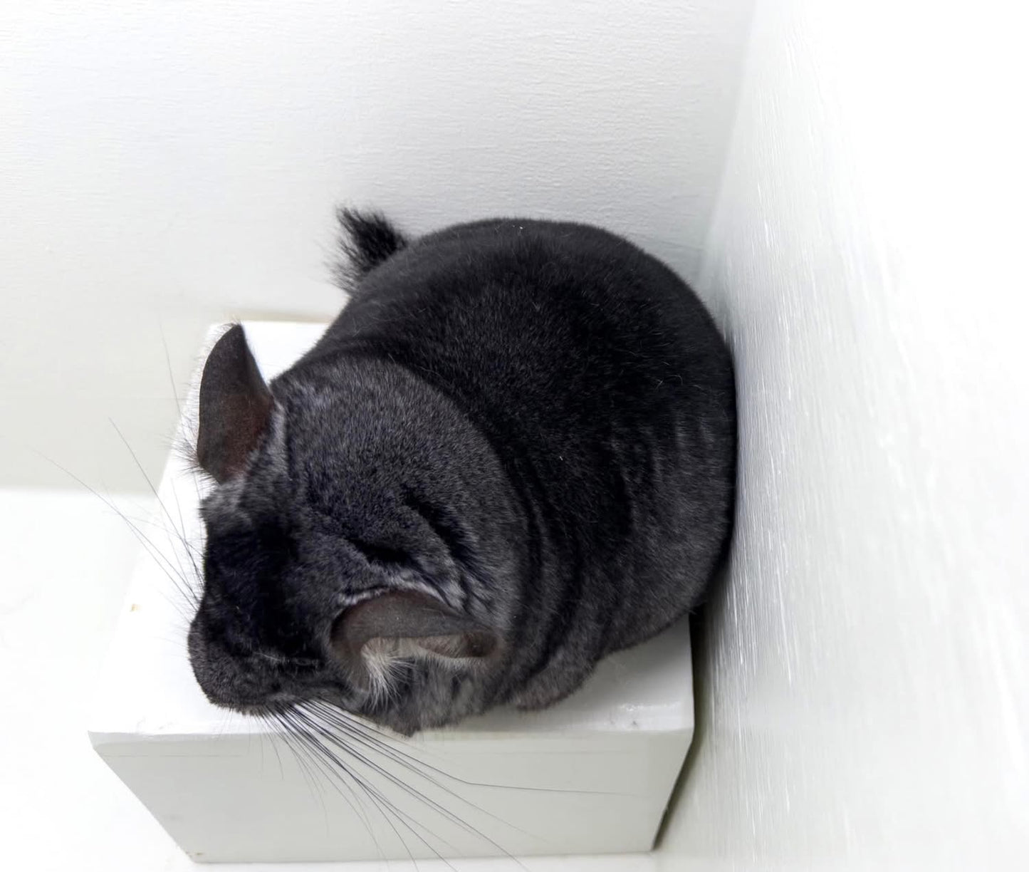 Chinchillas: R21
🏆Res Class Champion🏆 Standard female chinchilla for sale