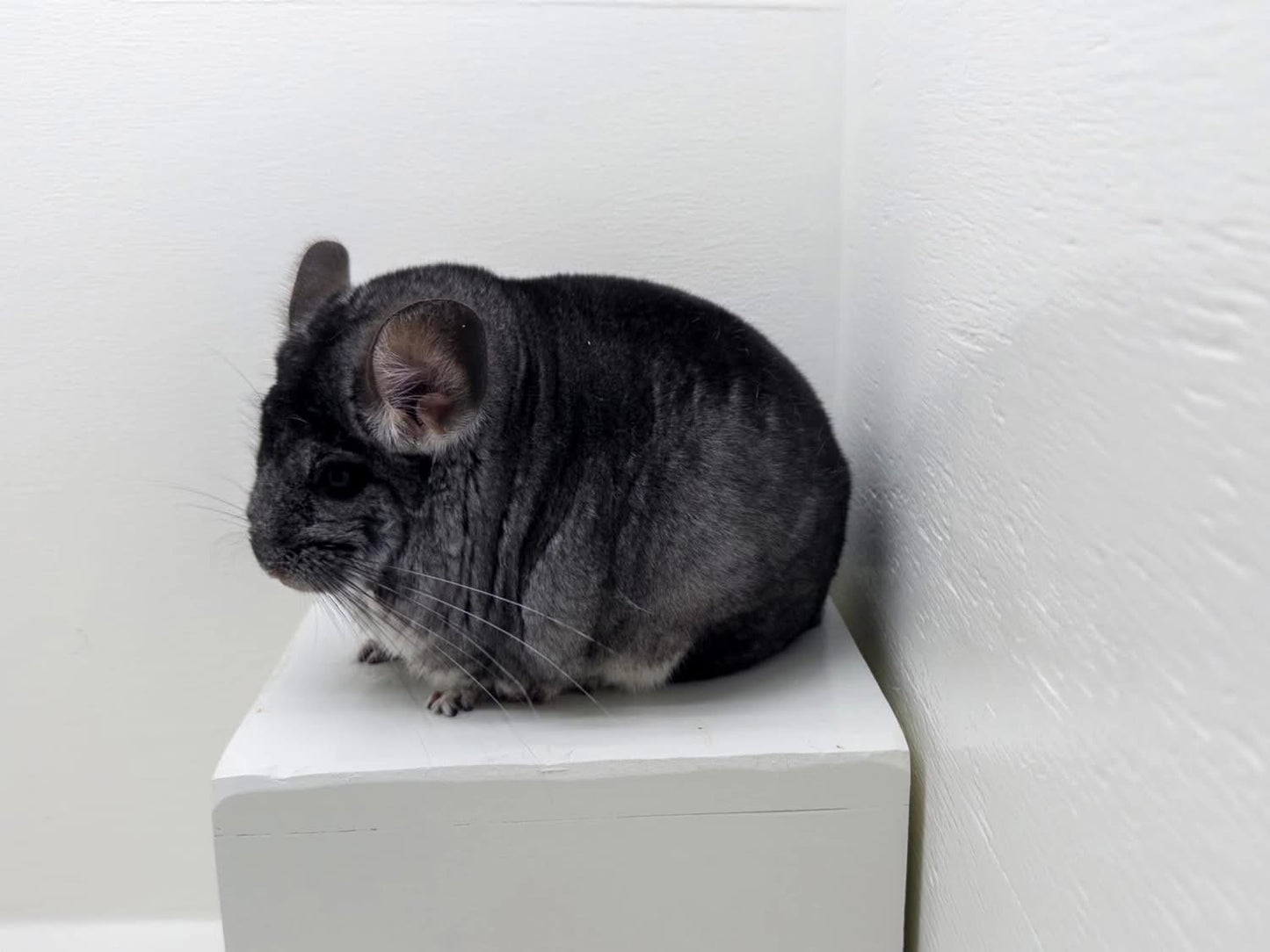 Chinchillas: R21
🏆Res Class Champion🏆 Standard female chinchilla for sale