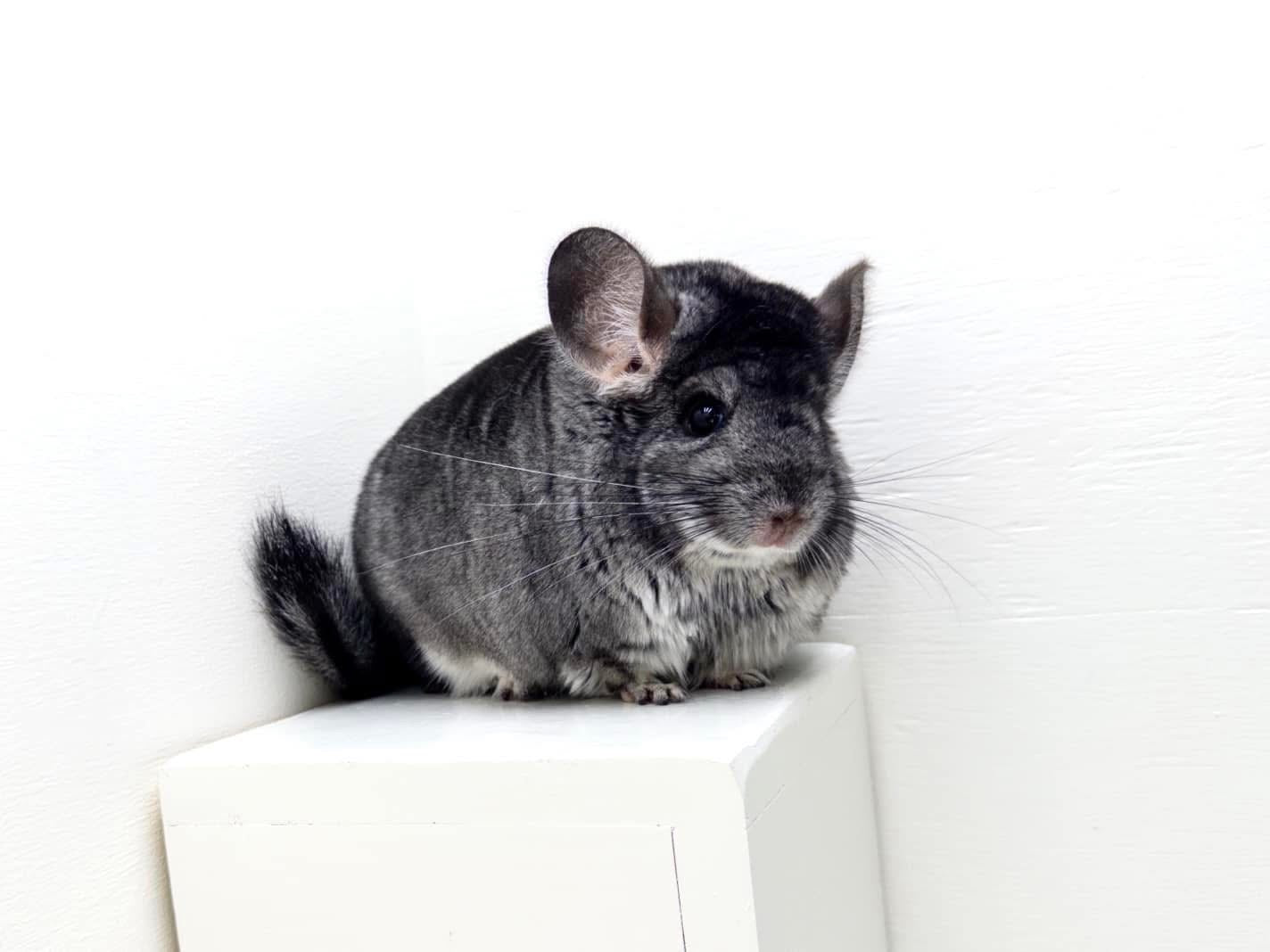 Chinchillas: R21
🏆Res Class Champion🏆 Standard female chinchilla for sale