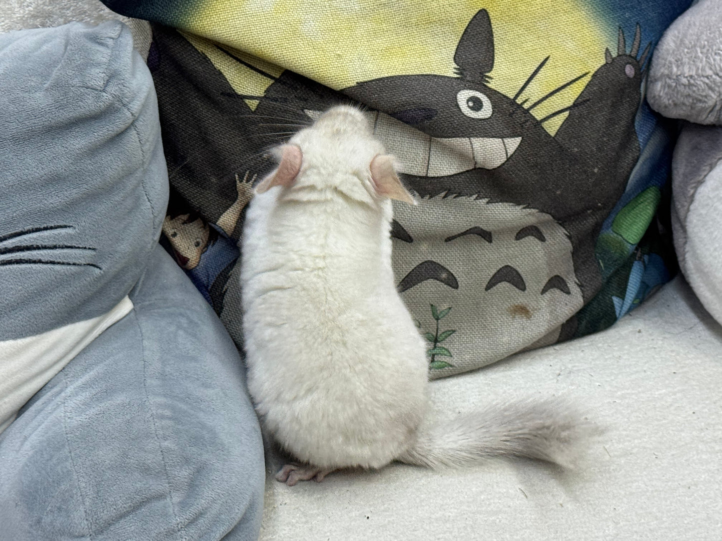 Chinchillas: S012 Pink White female chinchilla for sale (USA lineage)