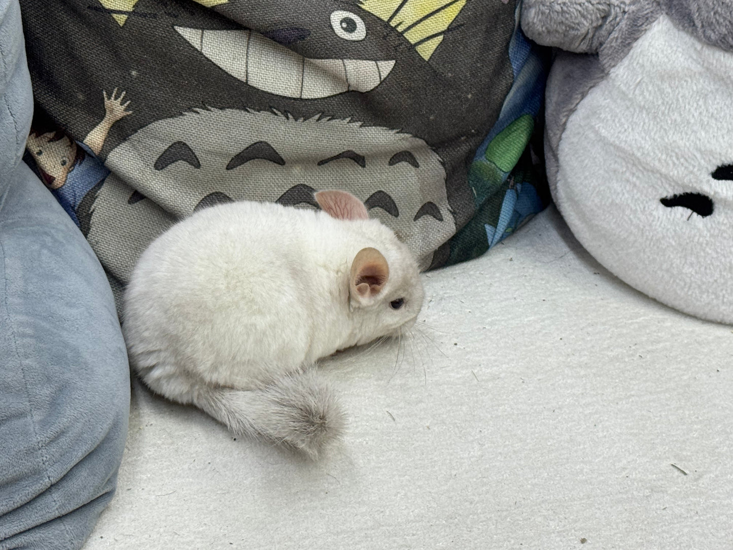 Chinchillas: S012 Pink White female chinchilla for sale (USA lineage)