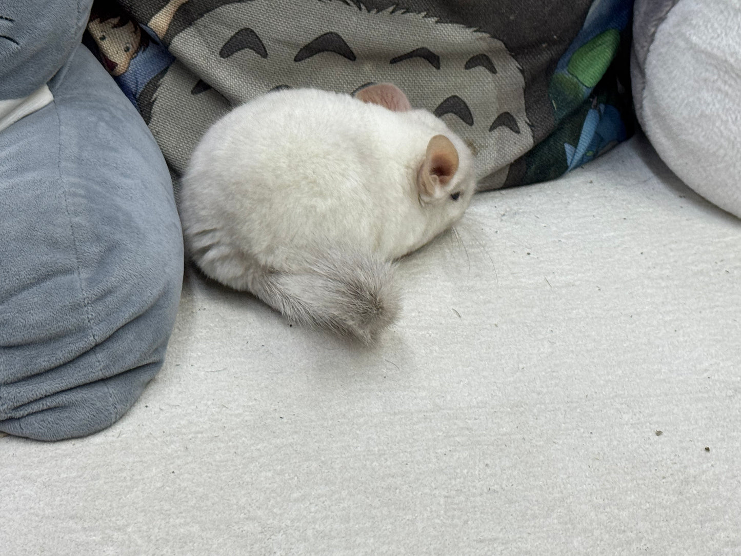 Chinchillas: S012 Pink White female chinchilla for sale (USA lineage)
