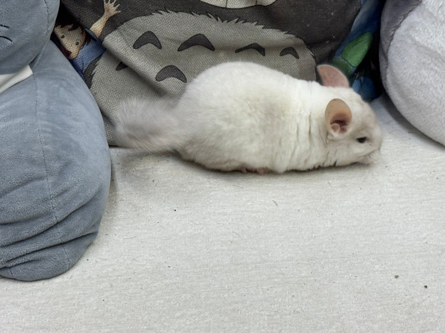 Chinchillas: S012 Pink White female chinchilla for sale (USA lineage)