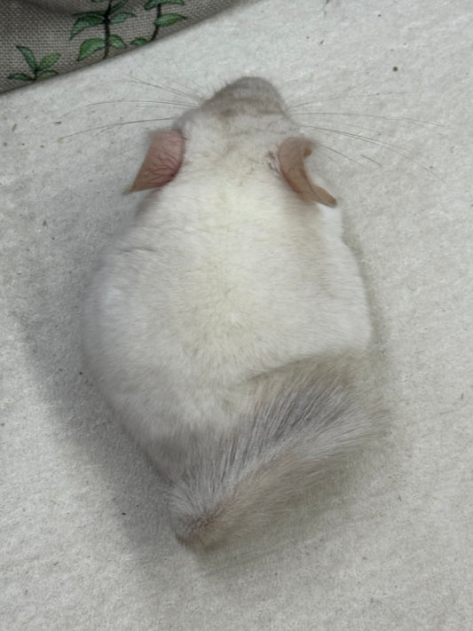 Chinchillas: S012 Pink White female chinchilla for sale (USA lineage)