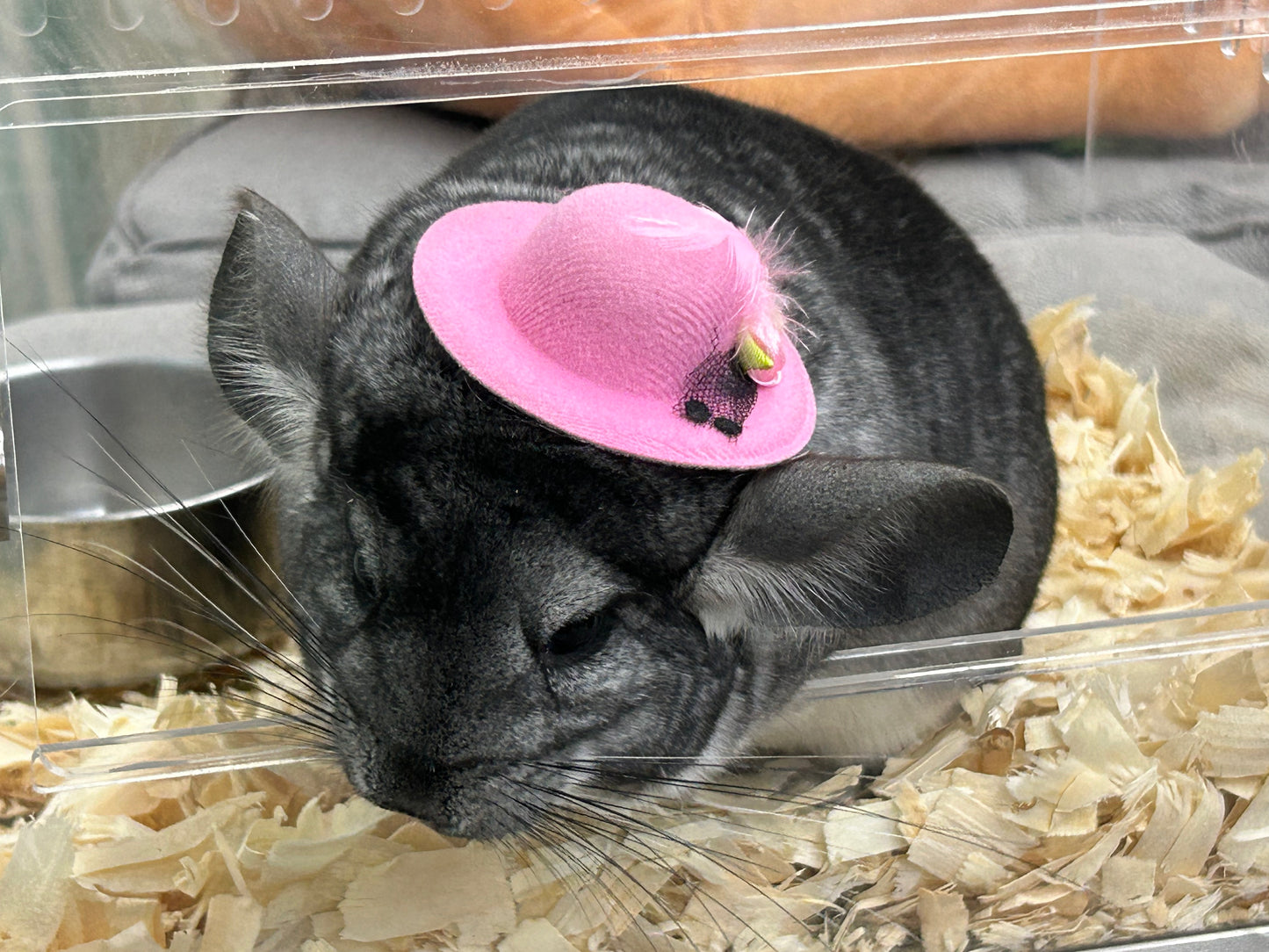 Funky hats/ Headgear/ hat/ cap for Chinchillas, Guinea pigs, rabbits or hamsters limited stock