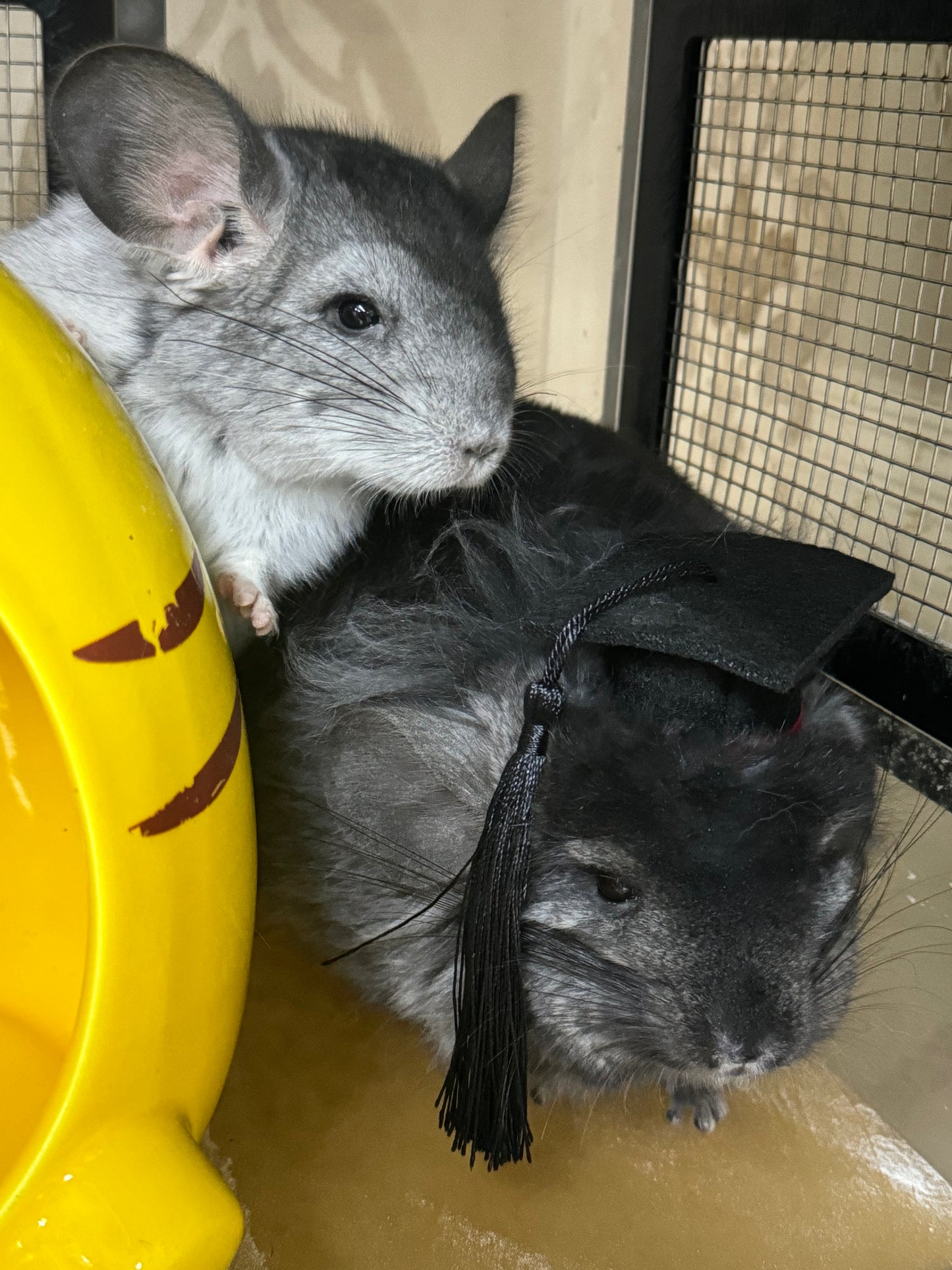 Funky hats/ Headgear/ hat/ cap for Chinchillas, Guinea pigs, rabbits or hamsters limited stock