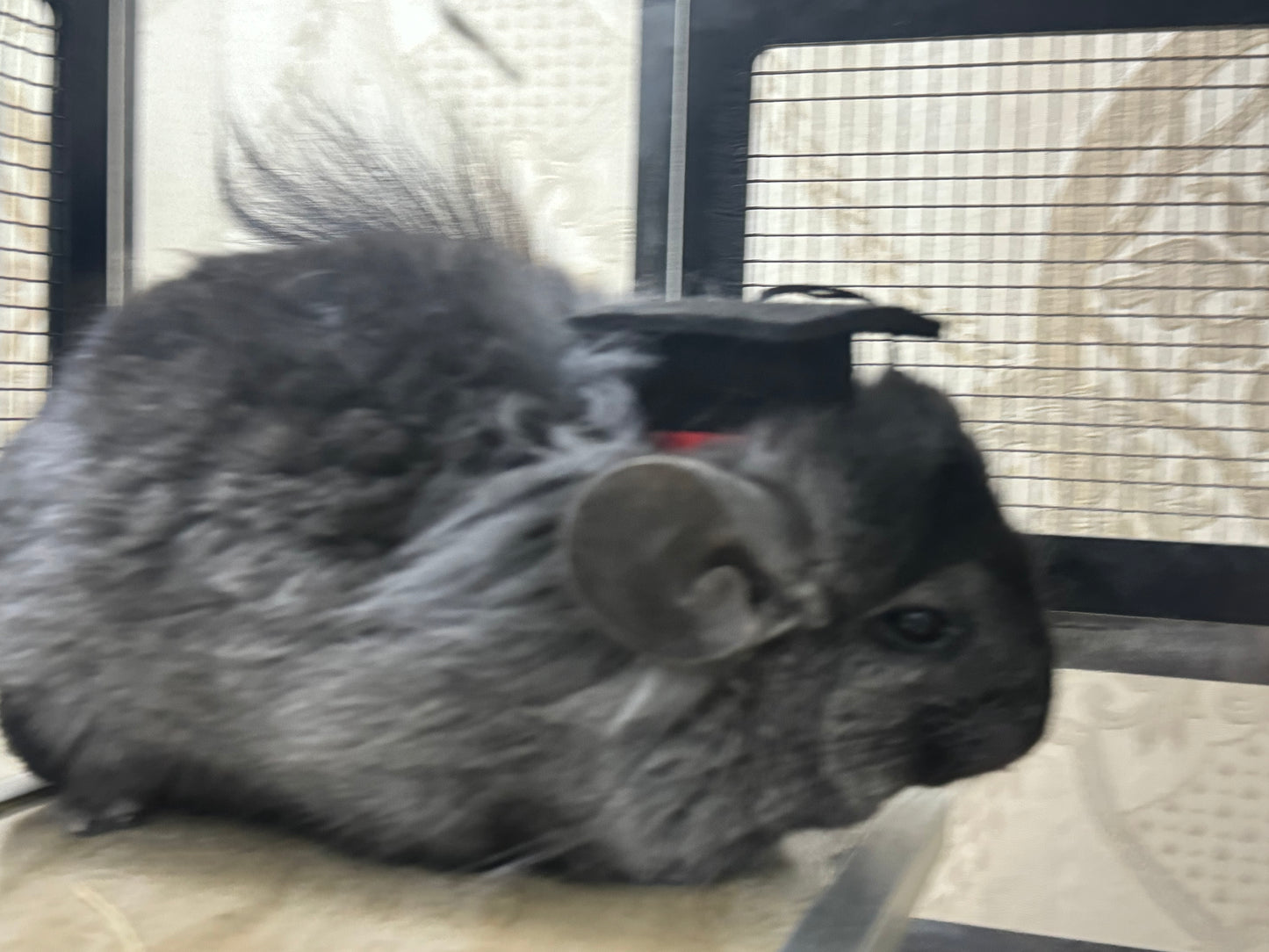 Funky hats/ Headgear/ hat/ cap for Chinchillas, Guinea pigs, rabbits or hamsters limited stock