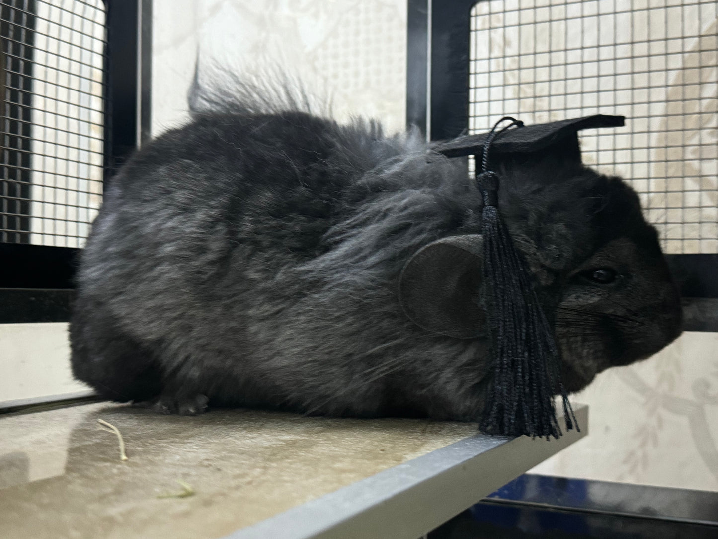 Funky hats/ Headgear/ hat/ cap for Chinchillas, Guinea pigs, rabbits or hamsters limited stock