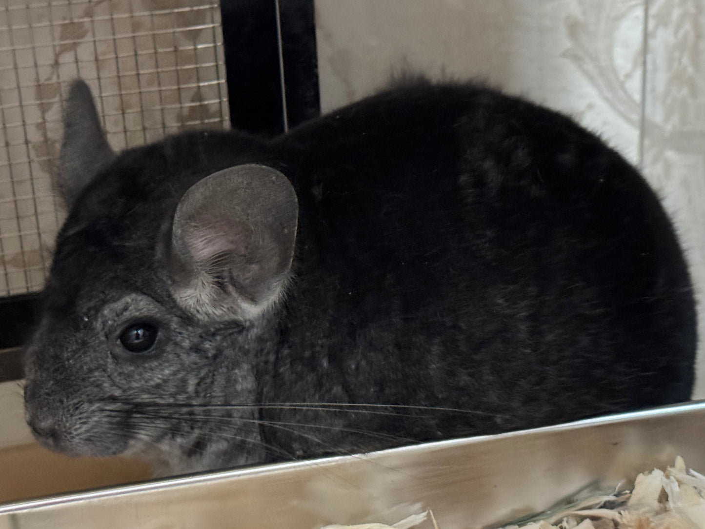 Chinchillas: P157 Extra Dark Standard male chinchilla for sale (Class Champion)