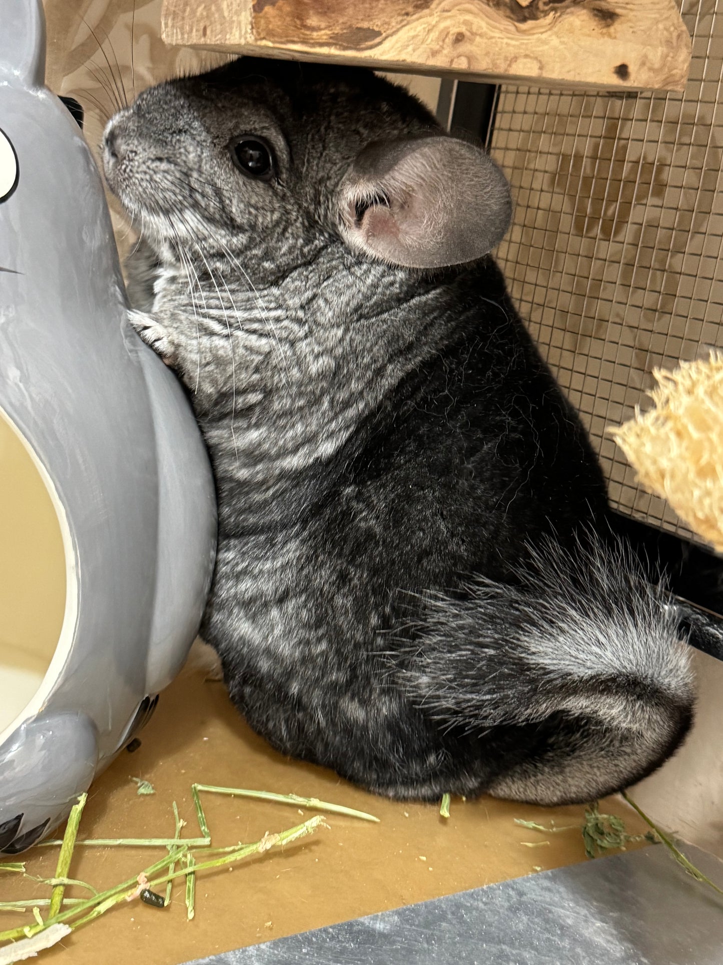 Chinchillas: P386 Standard female chinchilla for sale