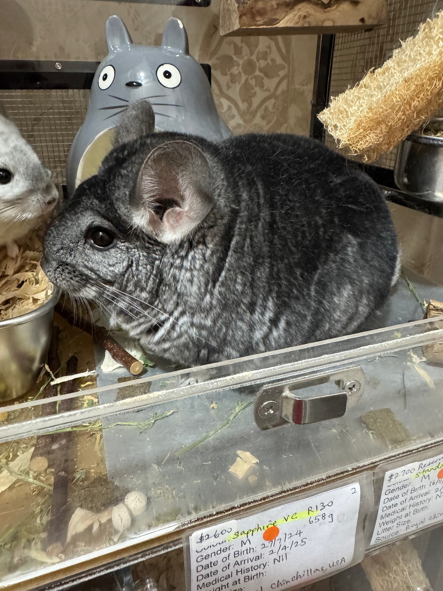 Chinchillas: P386 Standard female chinchilla for sale