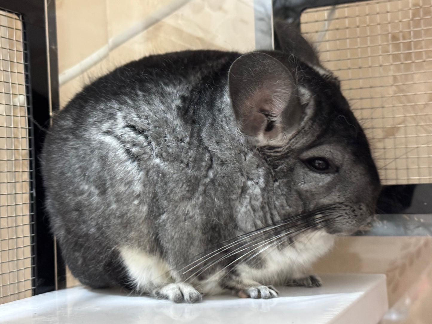 Chinchillas: P367 Standard female chinchilla for sale