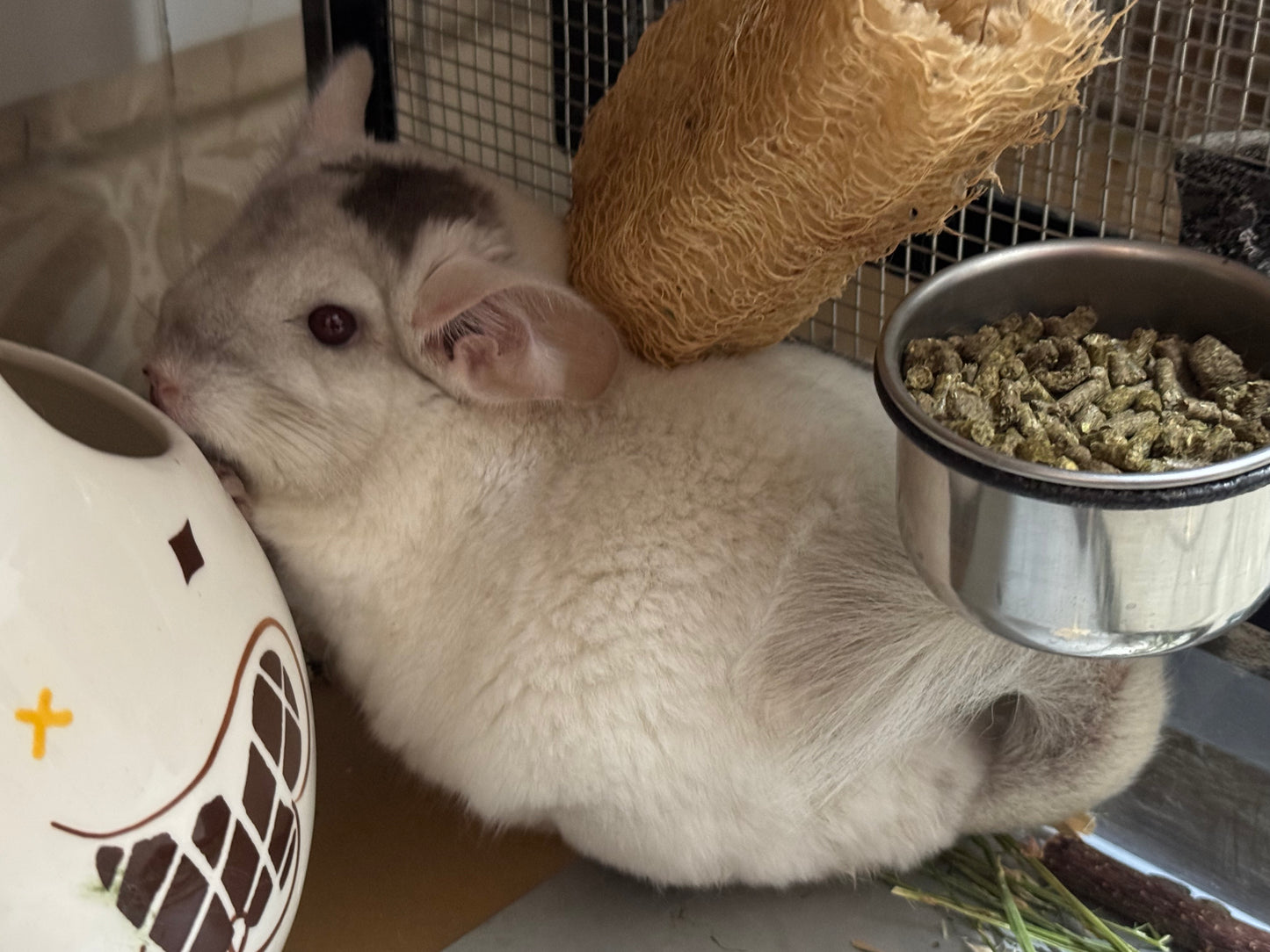 Chinchillas: R176 Extreme Pink White male chinchilla for sale