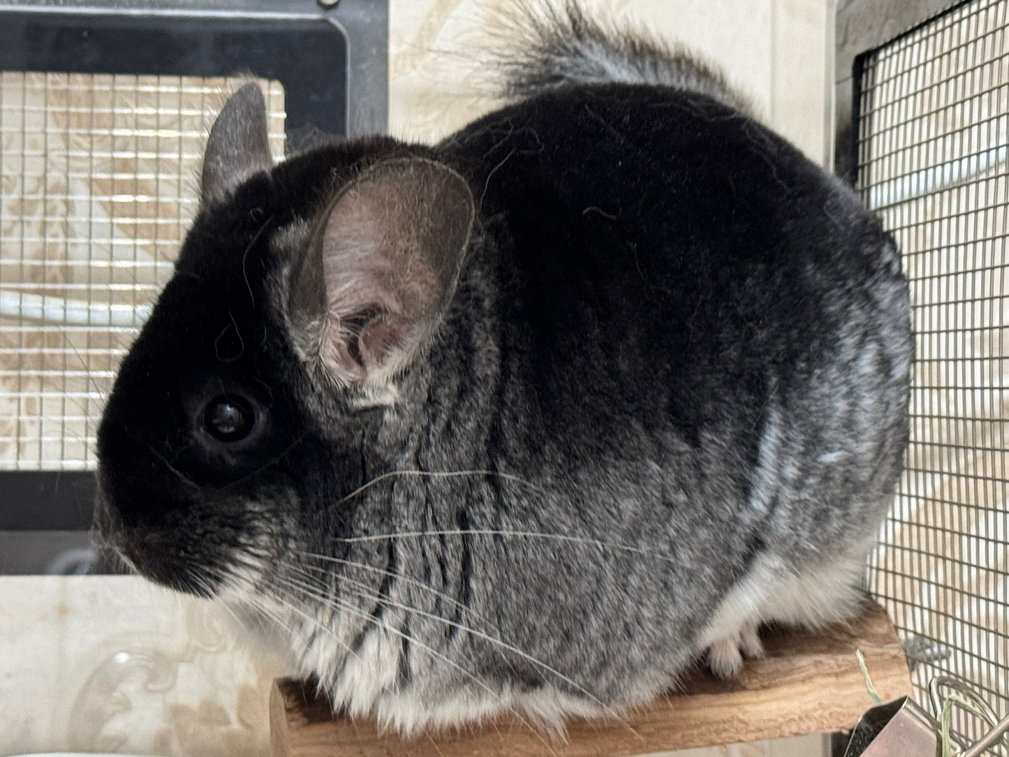Chinchillas: P250 Black Velvet female chinchilla for sale