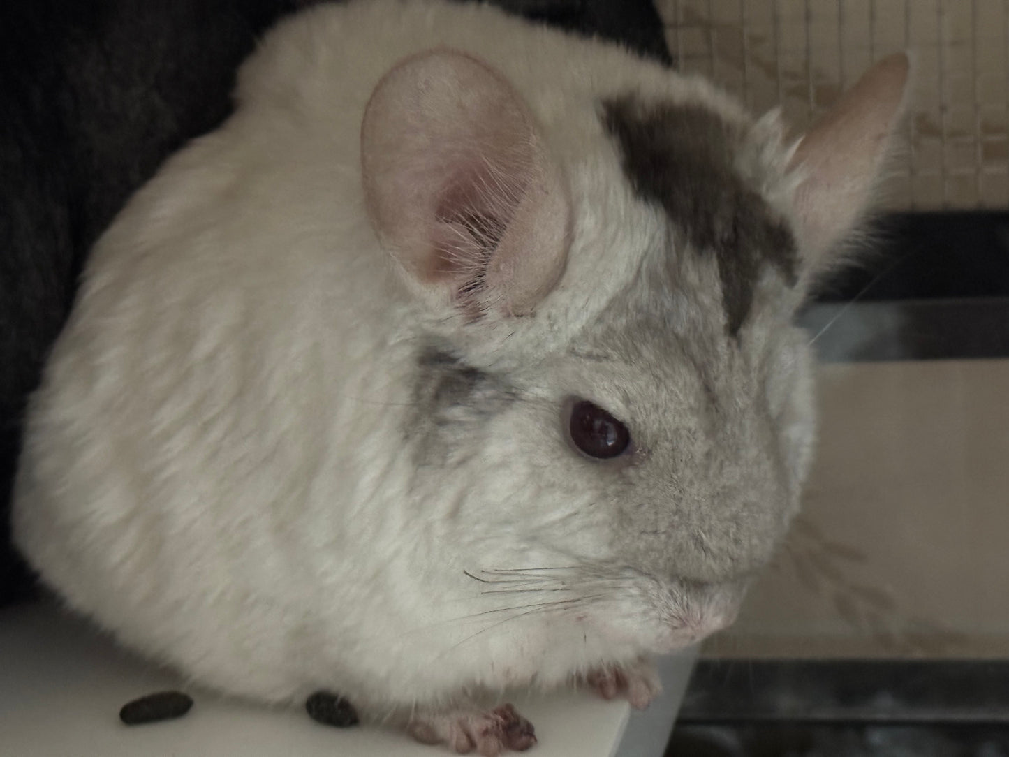 Chinchillas: R176 Extreme Pink White male chinchilla for sale