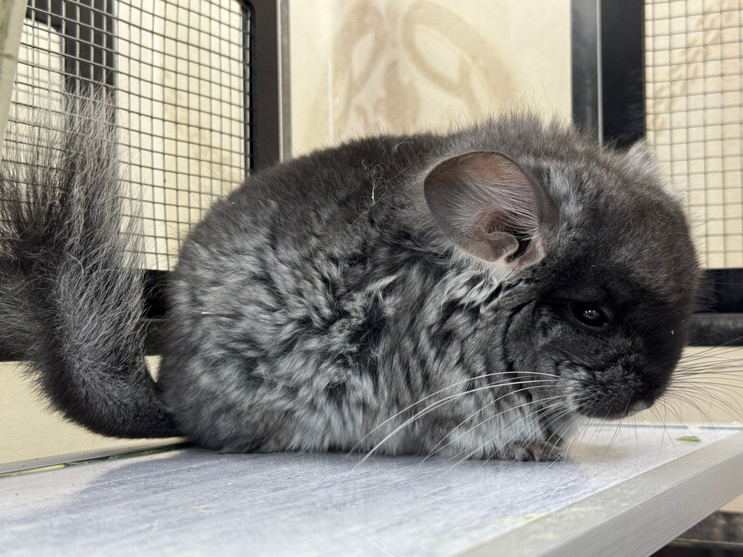 Chinchillas: S037 Brevi Black Velvet RPA (angora) male chinchilla for sale (USA CCCU lineage)