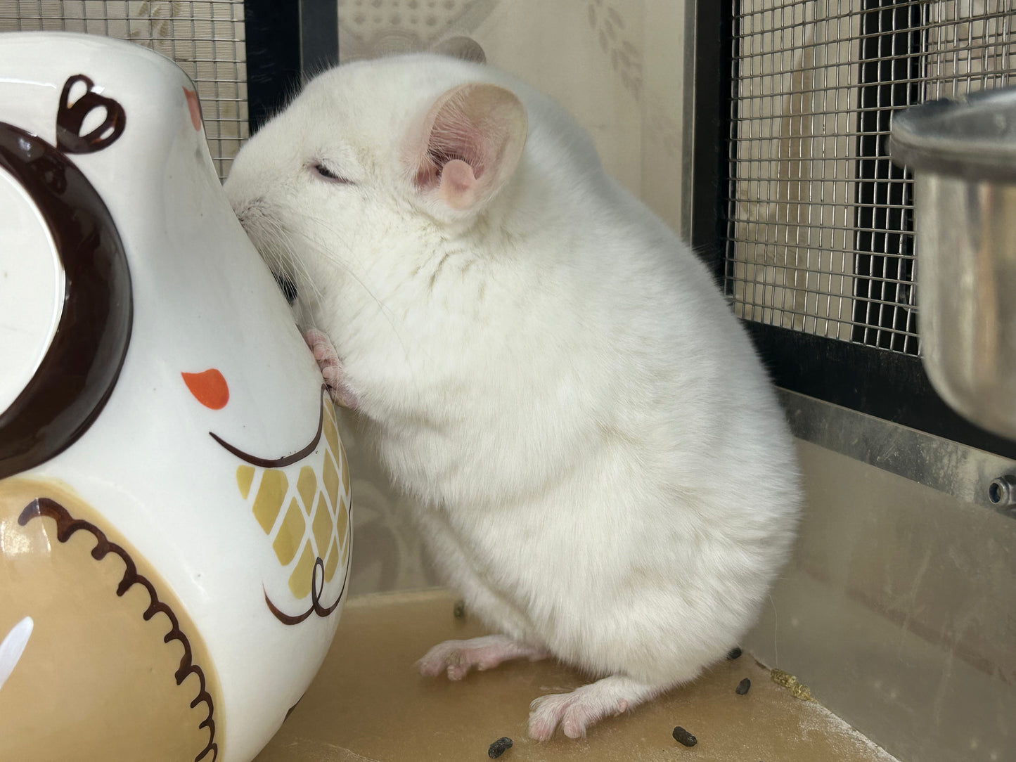 Chinchillas: P022 Pink White male chinchilla for sale big size thick fur (Master Shifu) (USA lineage) $1200